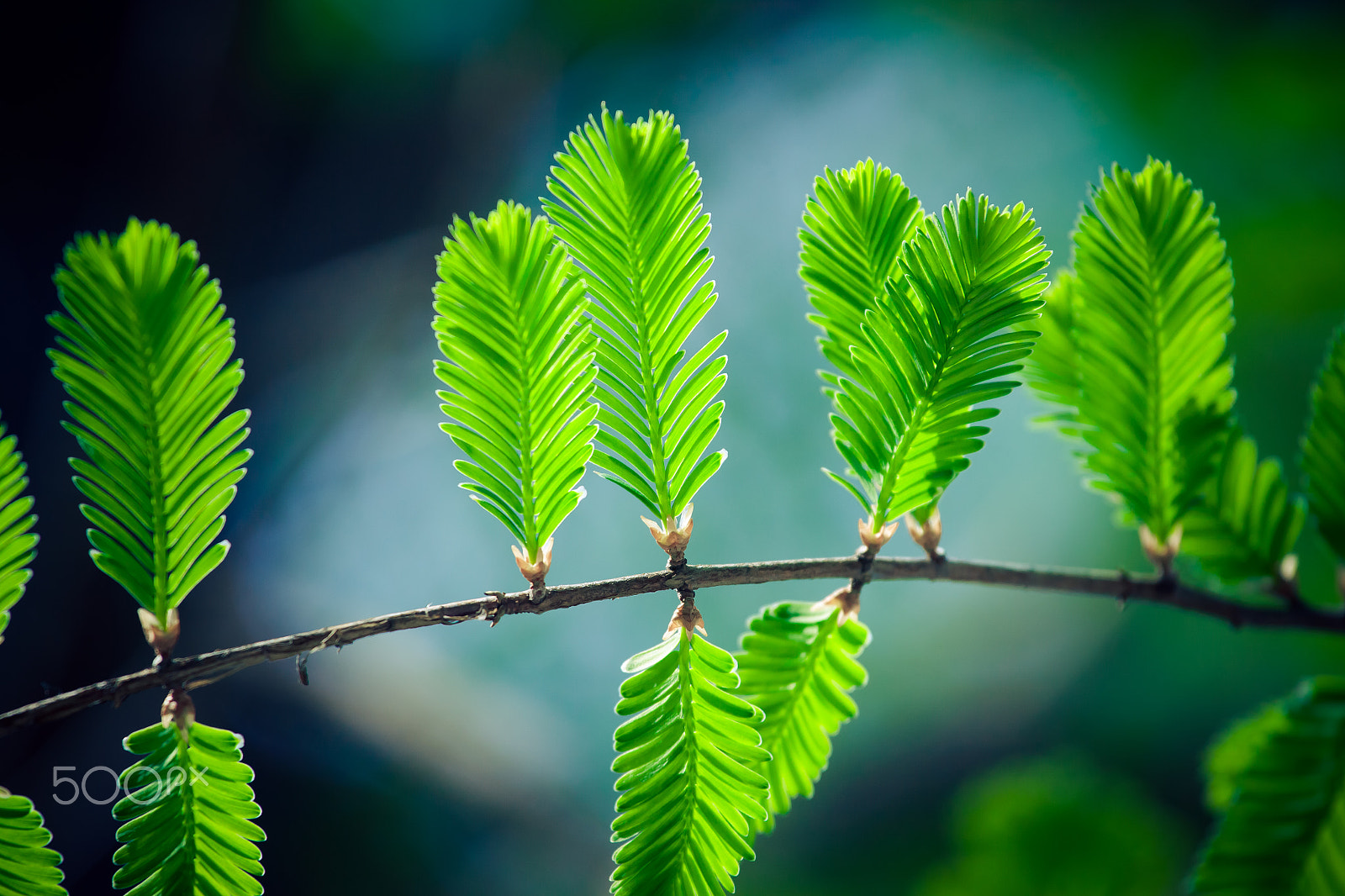 Canon EOS 50D + Canon EF 70-200mm F4L IS USM sample photo. Spring's leaf photography
