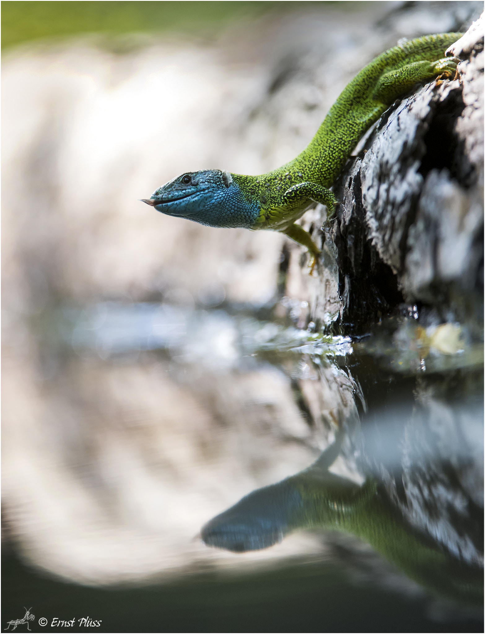 Nikon D5 sample photo. Western green lizard photography