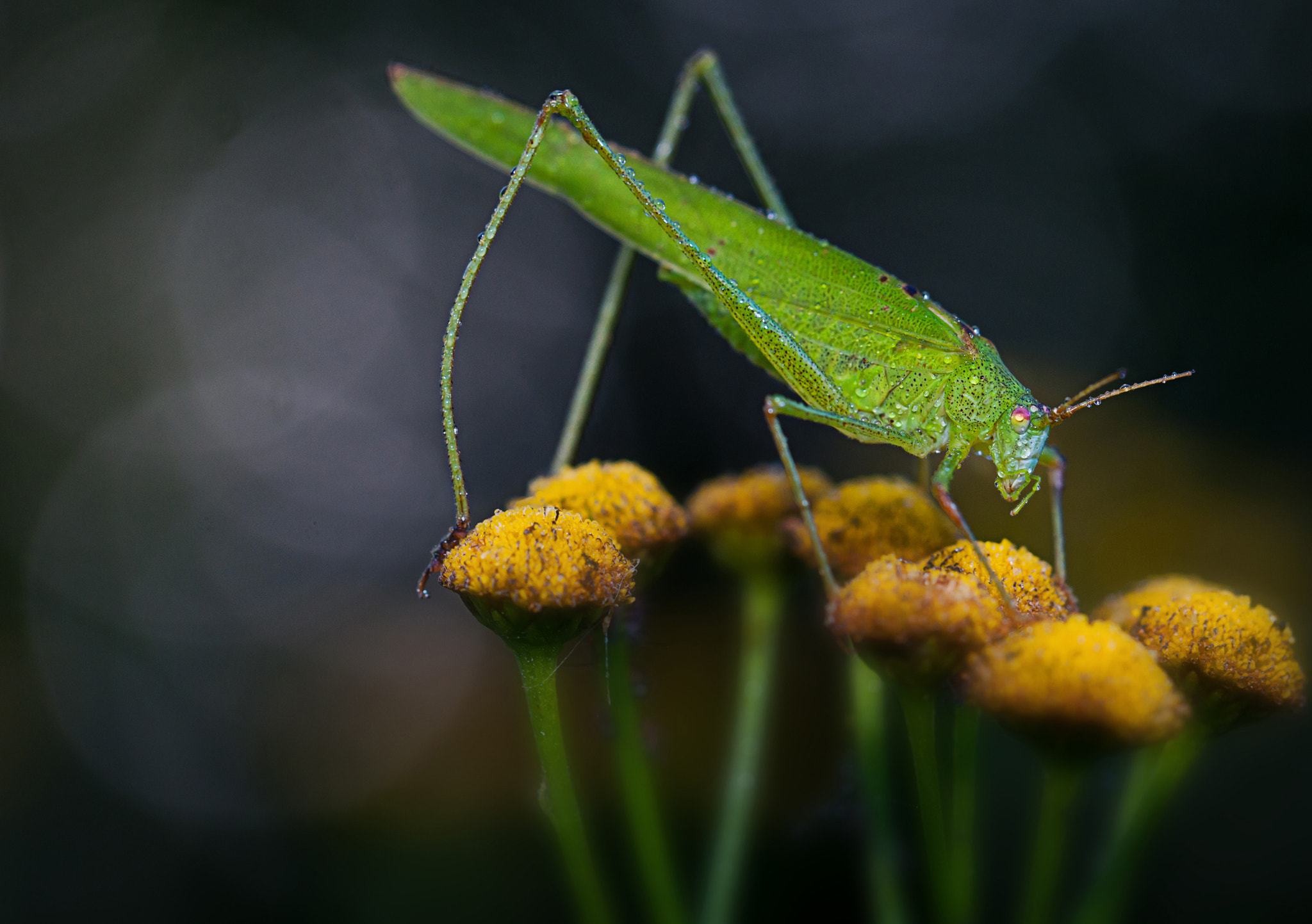 Nikon D300 sample photo. Yellow and green photography
