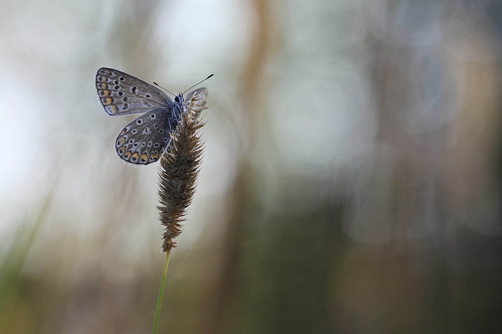 Canon EOS 50D + Canon EF 100mm F2.8L Macro IS USM sample photo. Morning moments photography