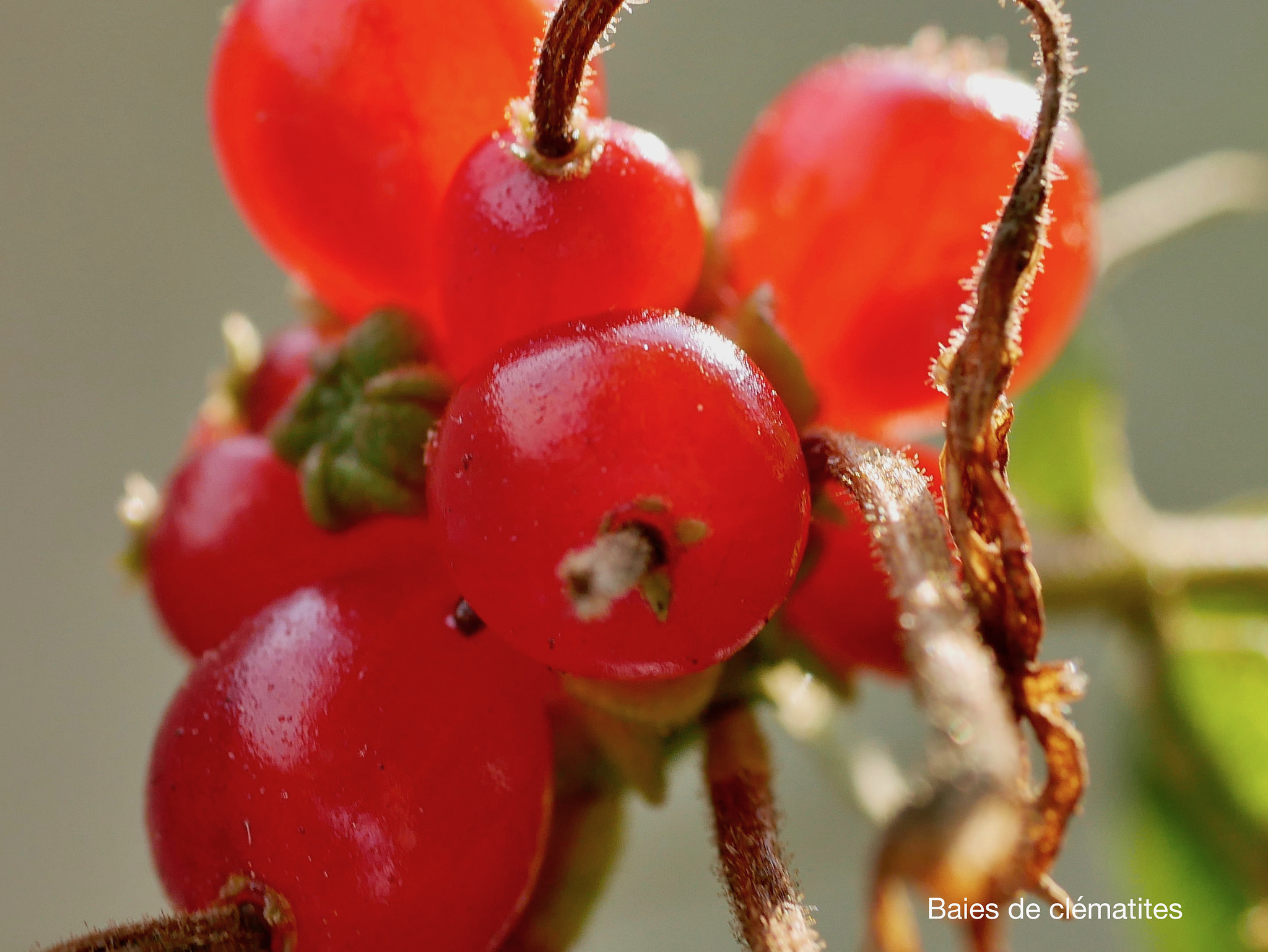 Panasonic Lumix G Macro 30mm F2.8 ASPH Mega OIS sample photo. Baies de clématites photography