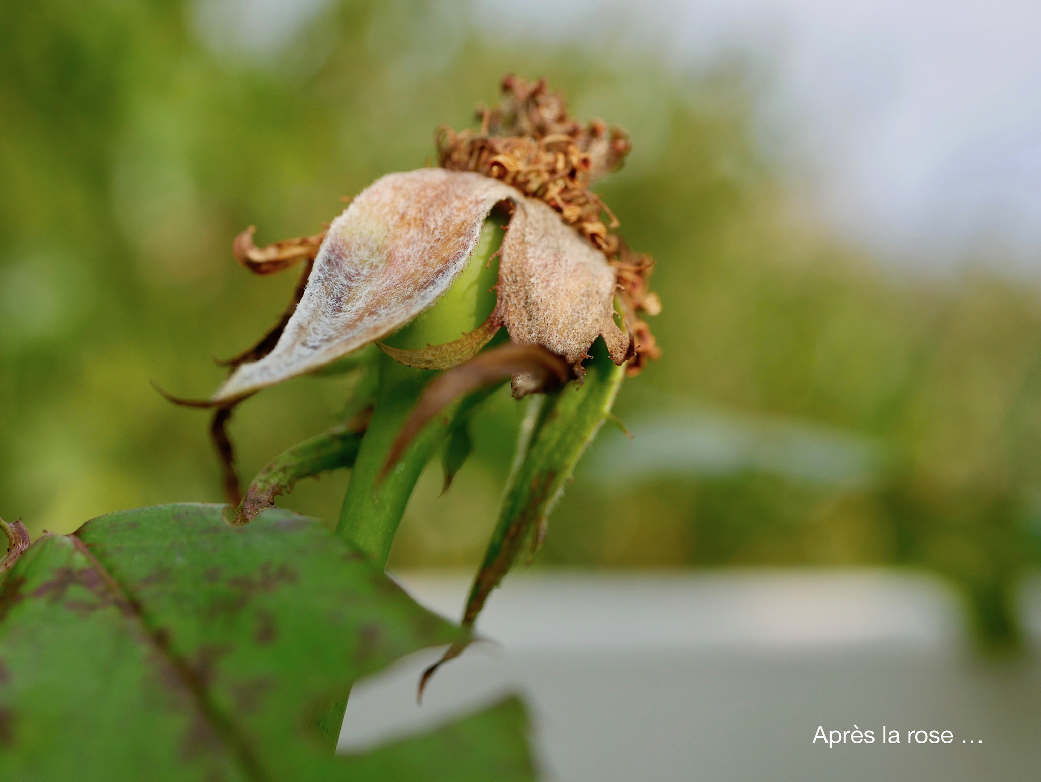 Panasonic DMC-G70 + Panasonic Lumix G Macro 30mm F2.8 ASPH Mega OIS sample photo. Fin de la rose photography