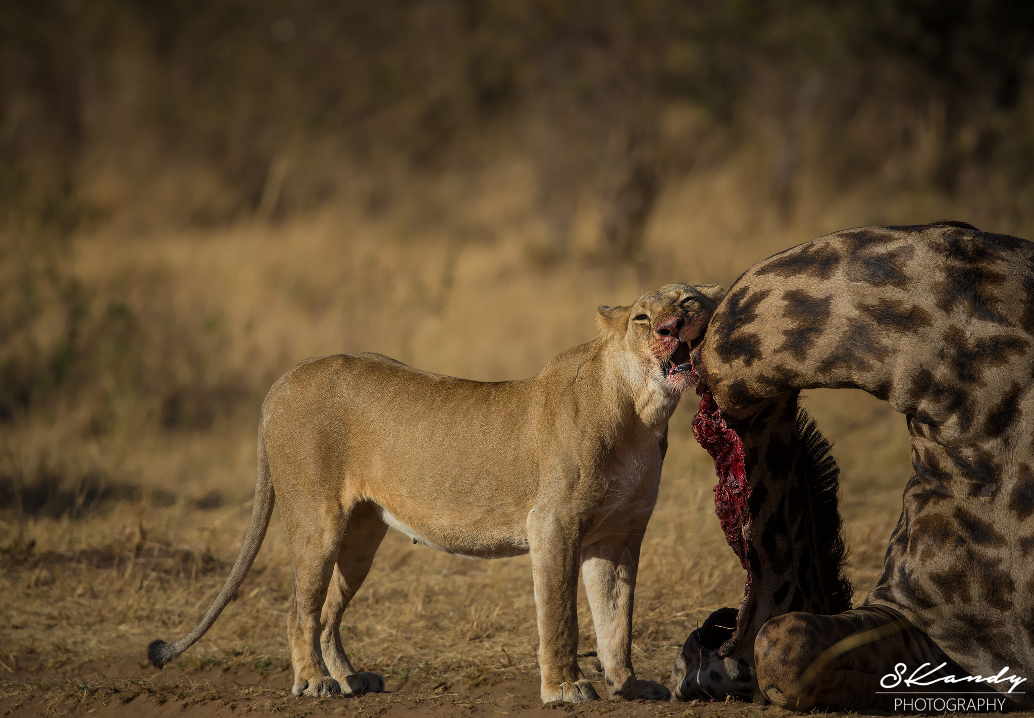 Canon EF 500mm F4L IS II USM sample photo. Rich feast photography