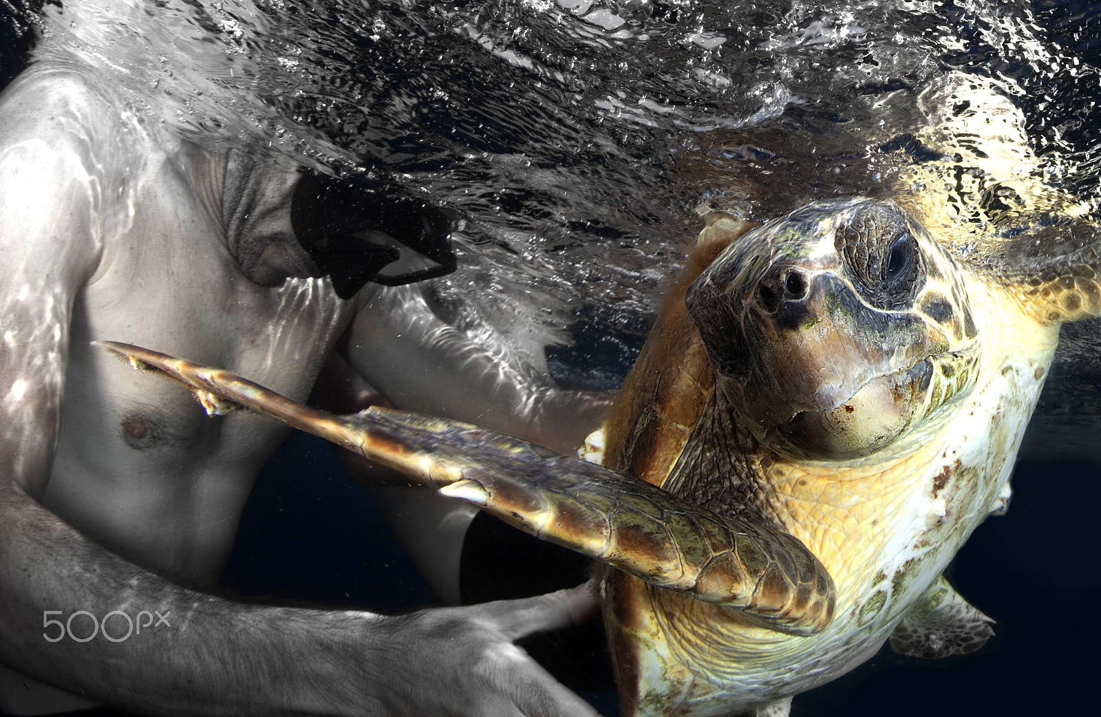 Canon EF 15mm F2.8 Fisheye sample photo. Sea turtle rescue photography