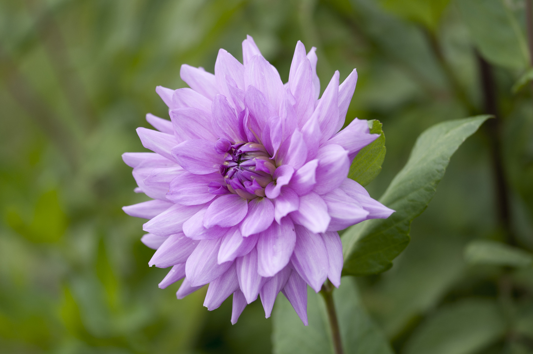 Sigma 105mm F2.8 EX DG OS HSM sample photo. Dahlia photography