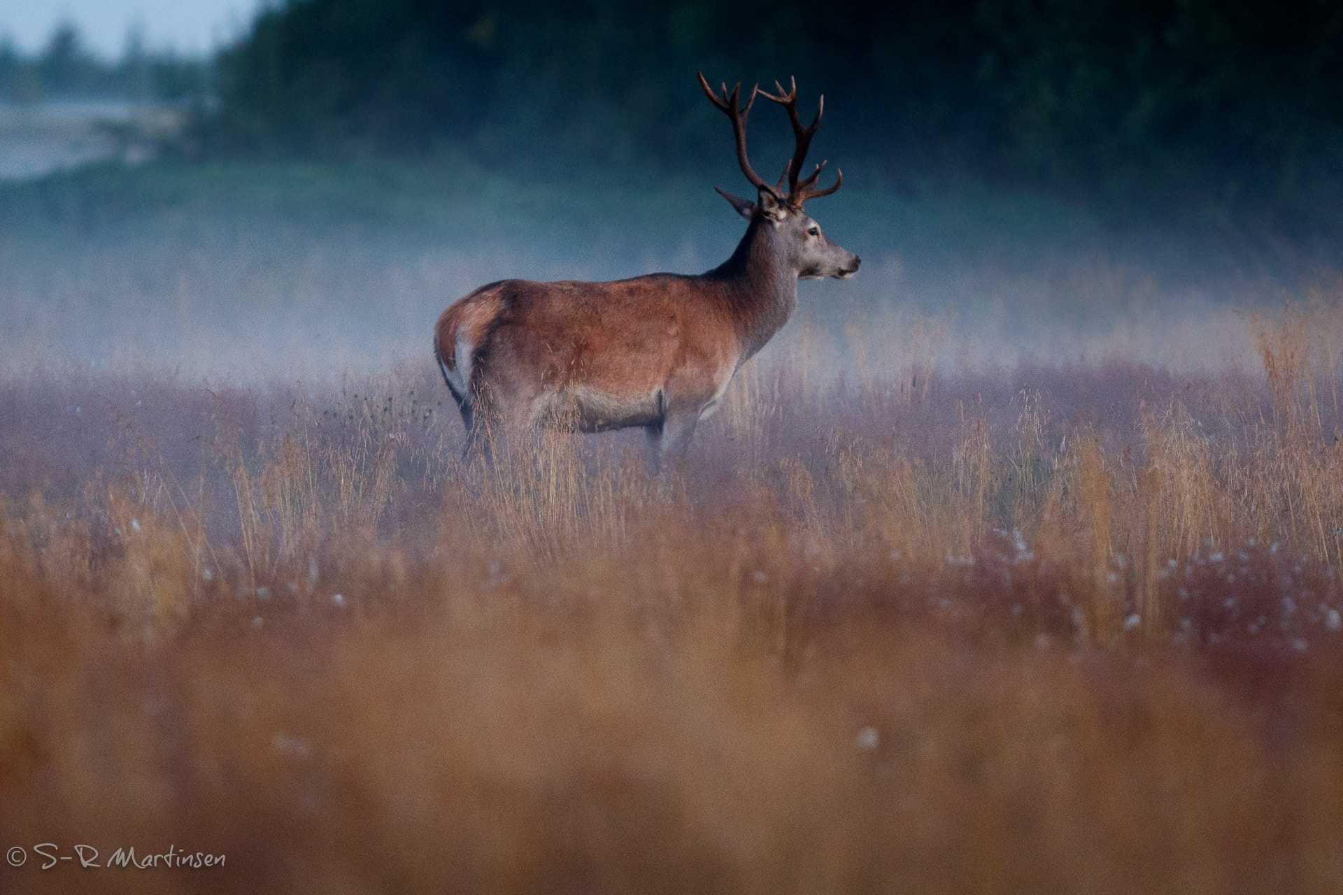 Canon EOS-1D X Mark II sample photo. Deer photography