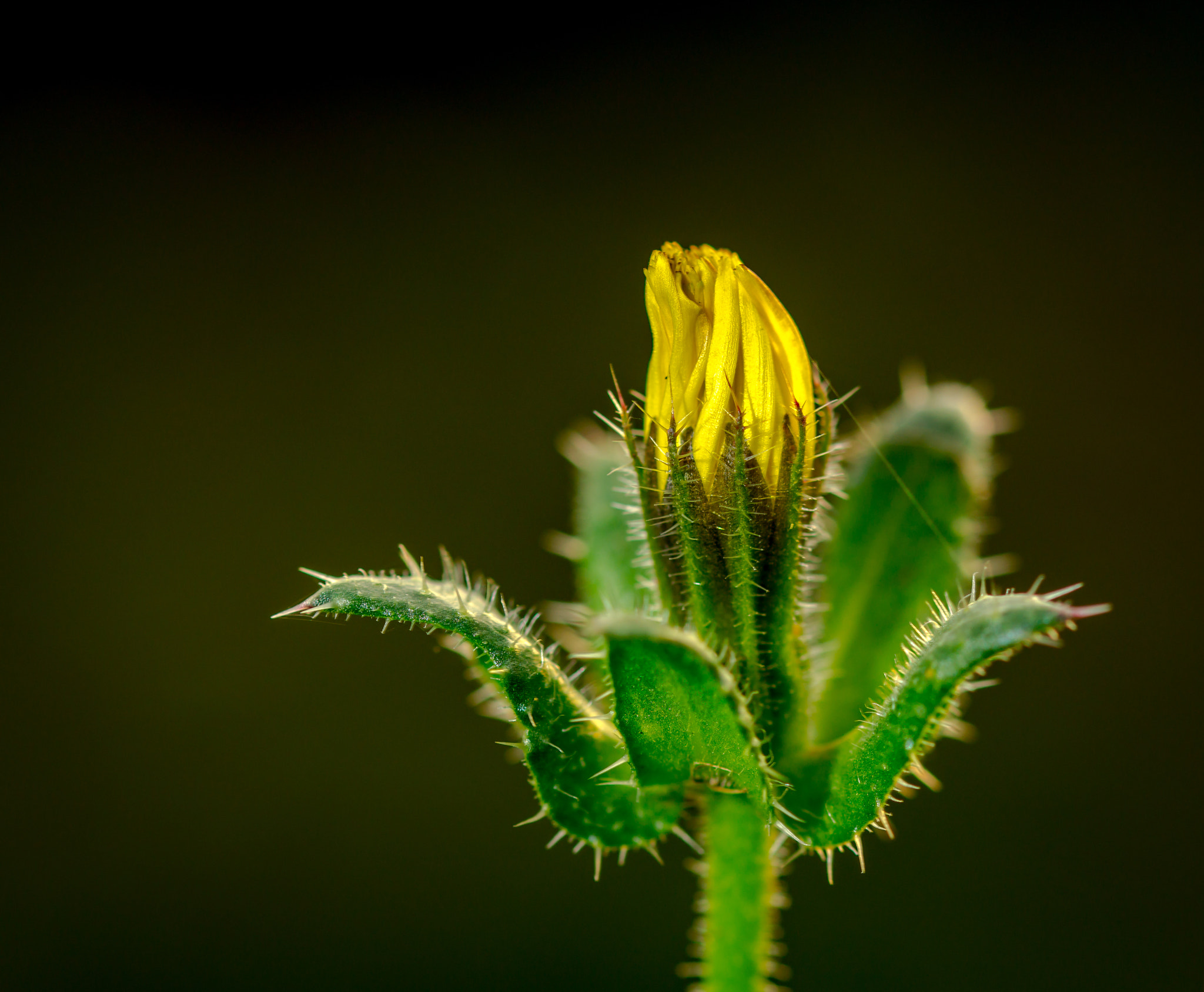 Sony SLT-A58 + 105mm F2.8 sample photo. Bloemknopje photography