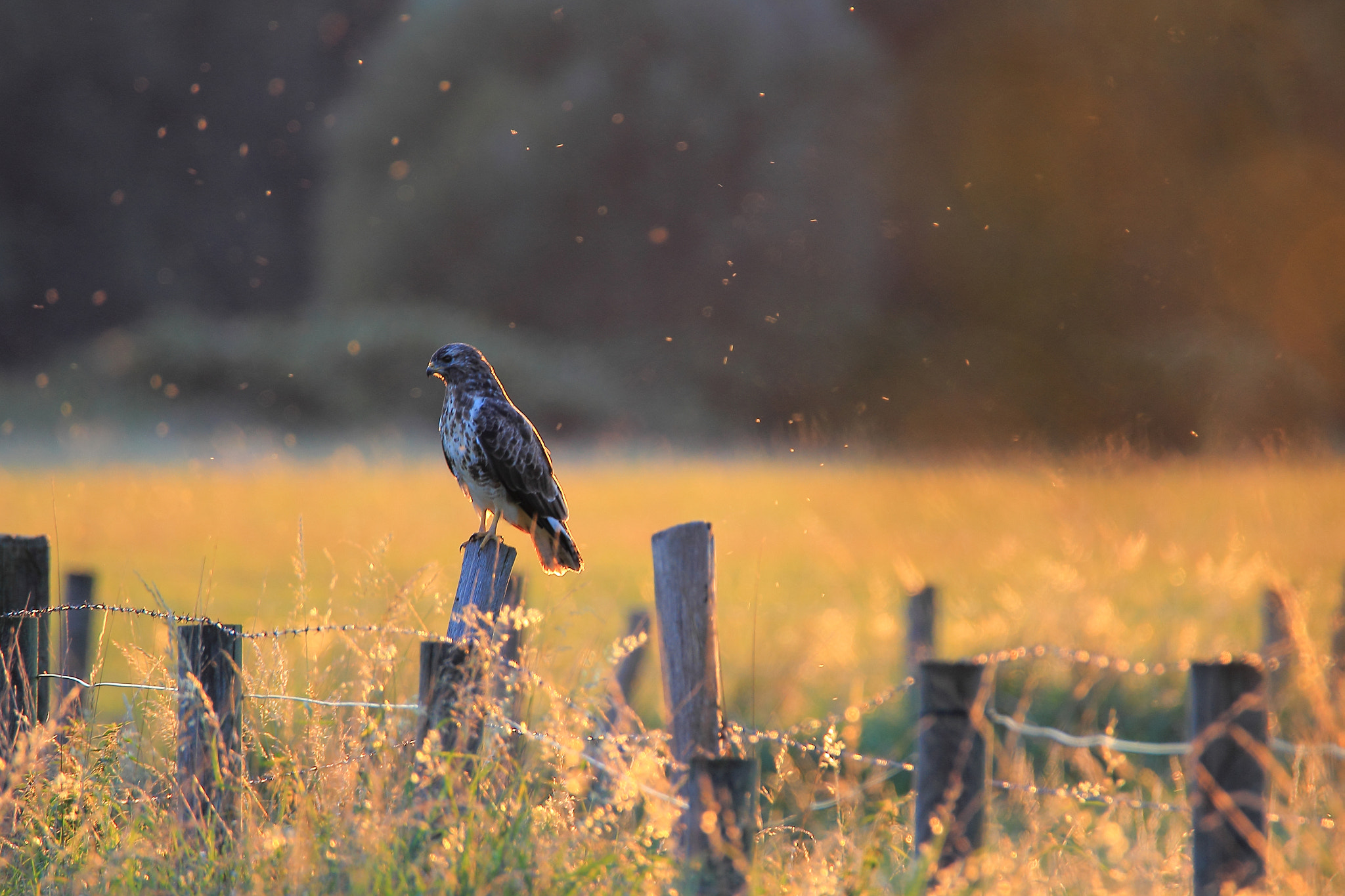 Tamron SP 150-600mm F5-6.3 Di VC USD sample photo. In the sunset light photography