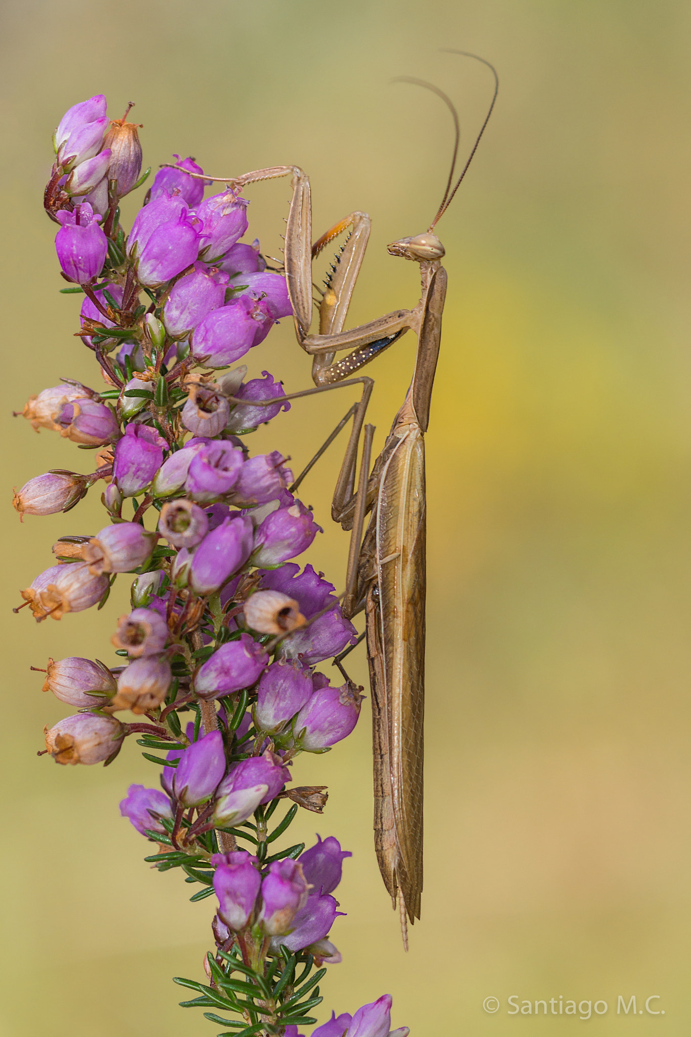 Sony SLT-A77 + Sony 100mm F2.8 Macro sample photo. Mantis religiosa photography