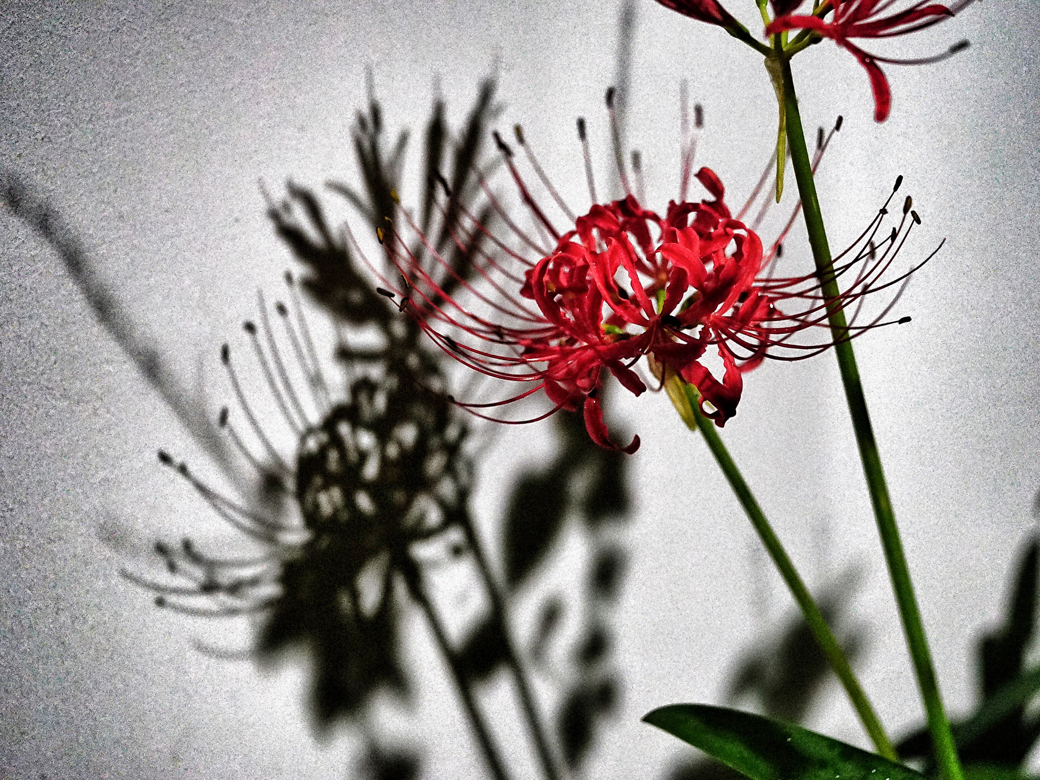 Sony a7S + Sony FE 90mm F2.8 Macro G OSS sample photo. Spider lily at night photography