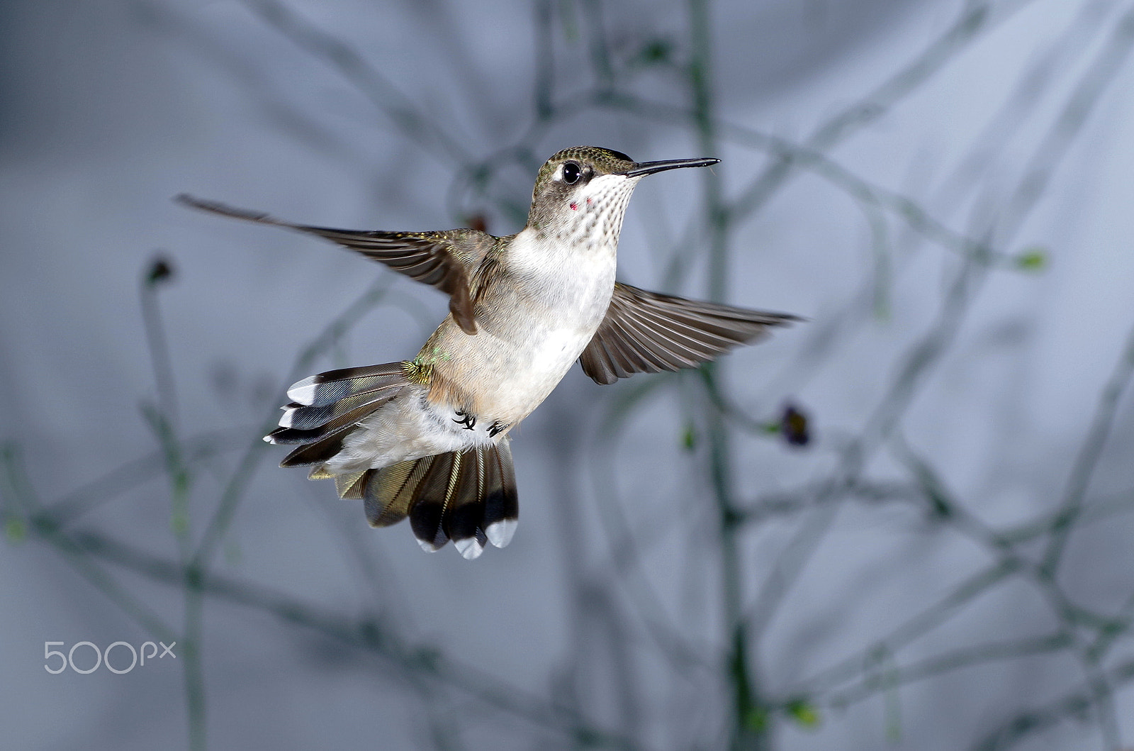 Pentax K-30 sample photo. Ruby-throated hummingbird, immature male photography