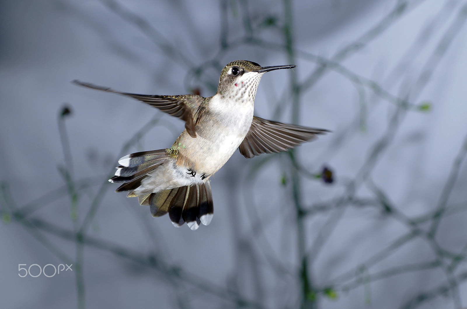 Pentax smc DA 50-200mm F4-5.6 ED WR sample photo. Ruby-throated hummingbird, immature male photography