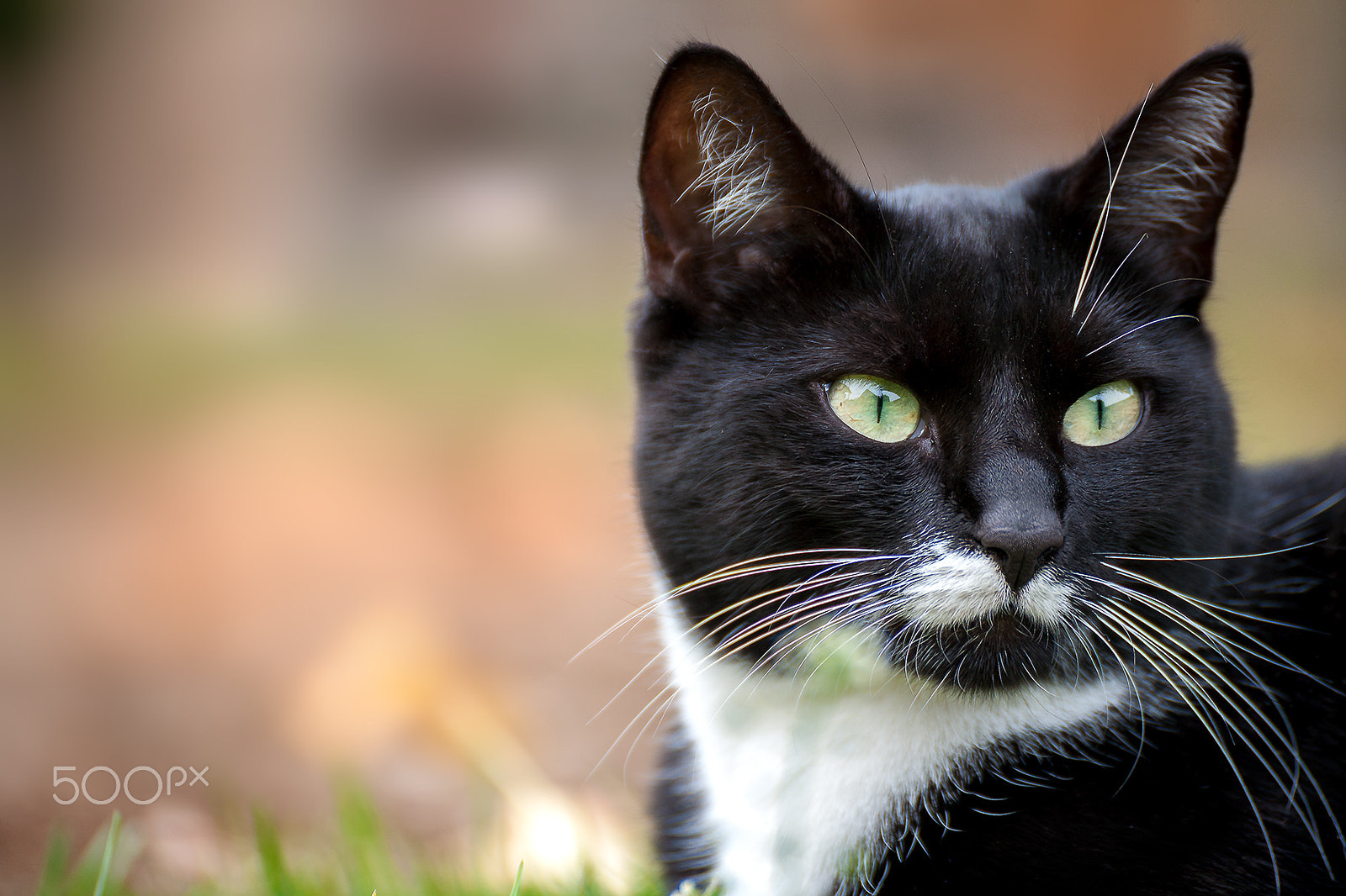 Tamron SP 35mm F1.8 Di VC USD sample photo. Cat portrait hummel photography