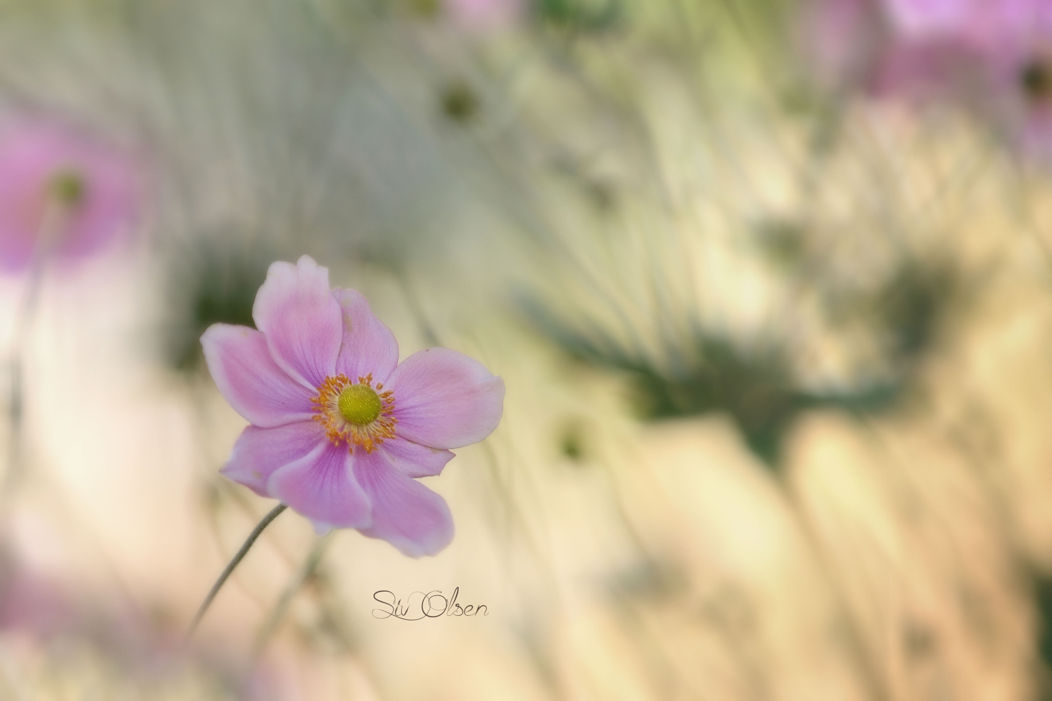 Nikon D7100 sample photo. ~ anemone ~ photography