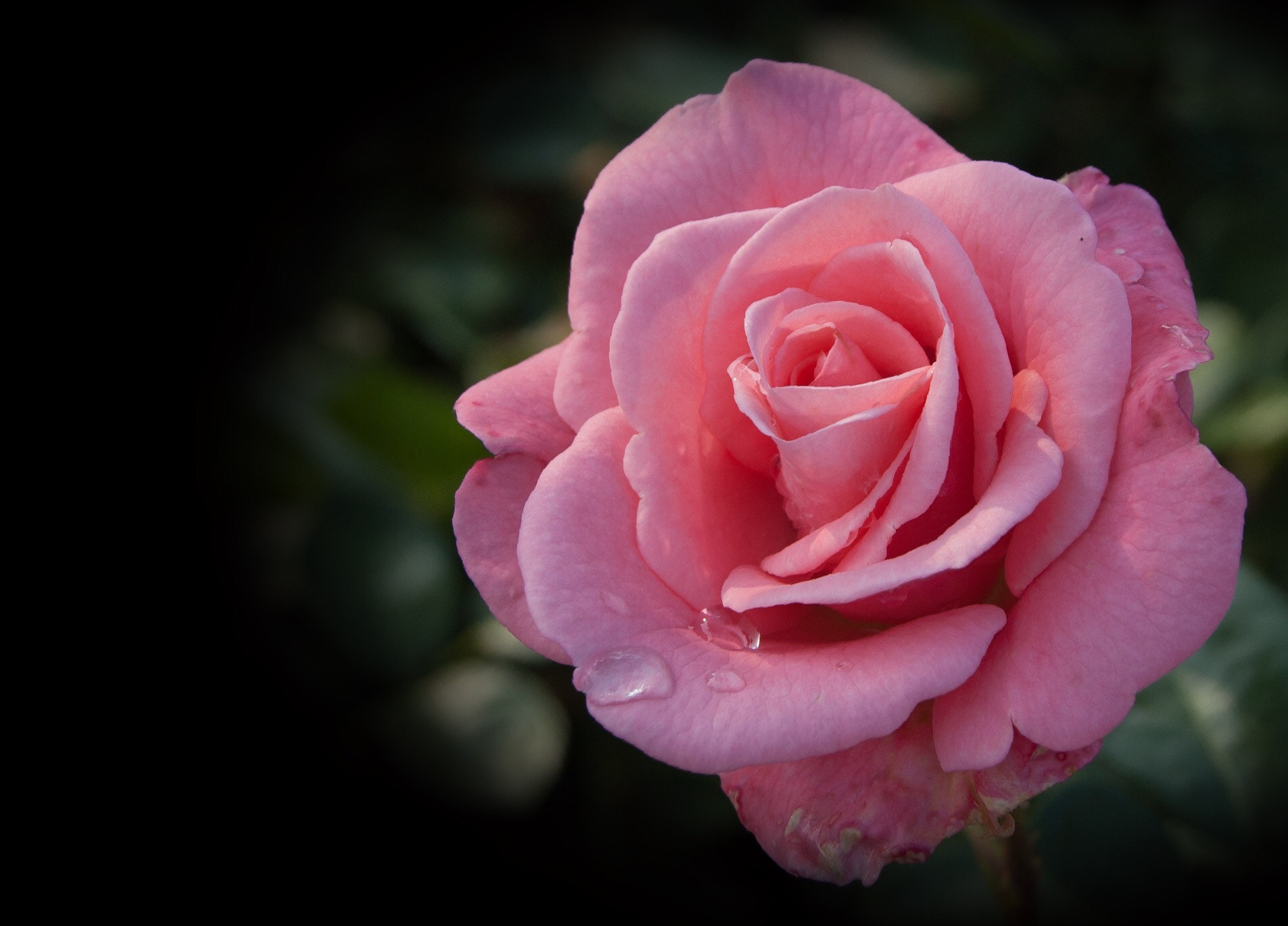 Sigma 18-200mm F3.5-6.3 DC sample photo. Rose photography