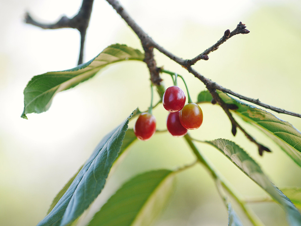 Panasonic Lumix DMC-GM1 sample photo. Prunus cerasoides fruit photography