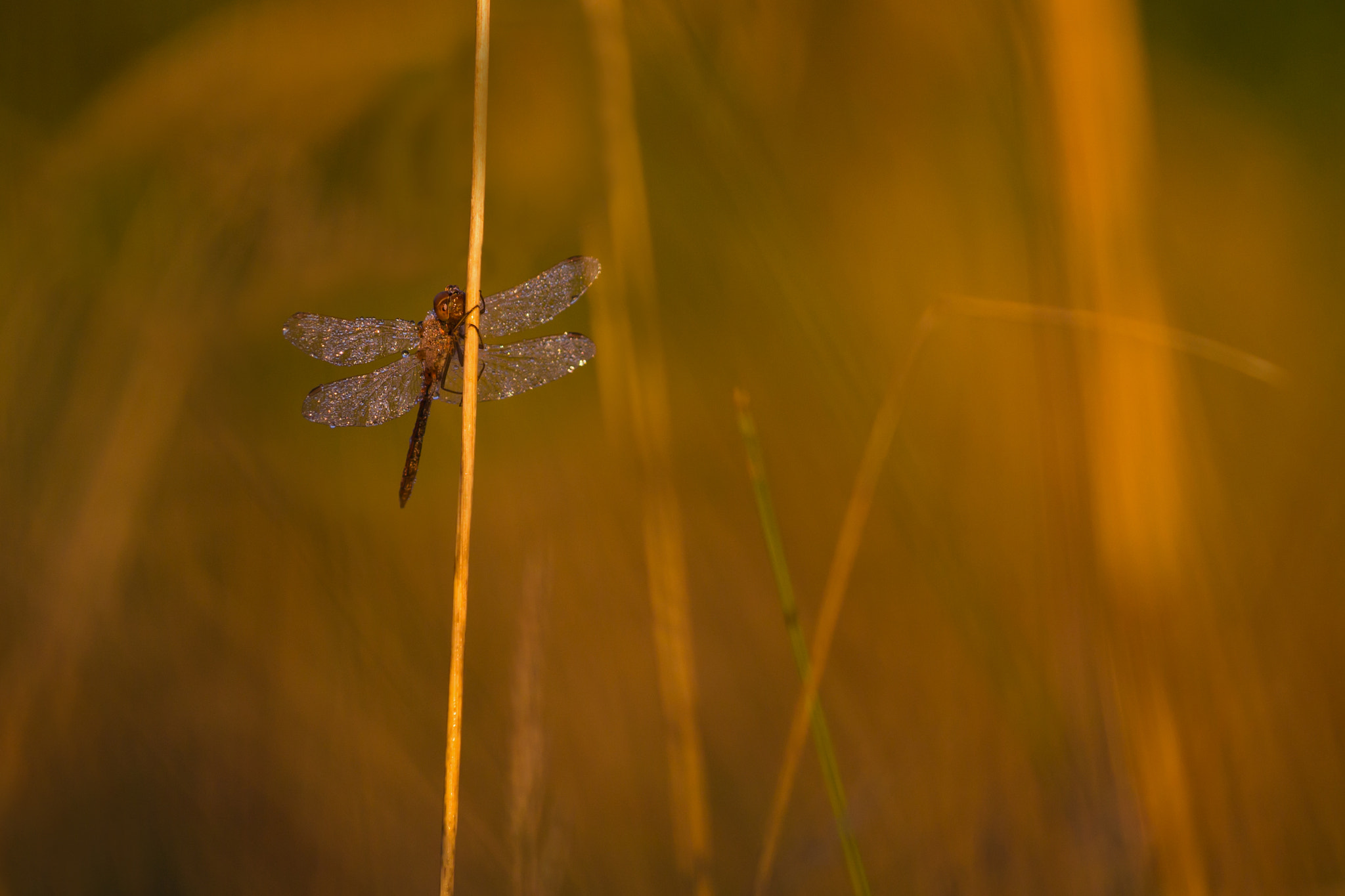 Sigma 150mm F2.8 EX DG Macro HSM sample photo. Brown pearl photography