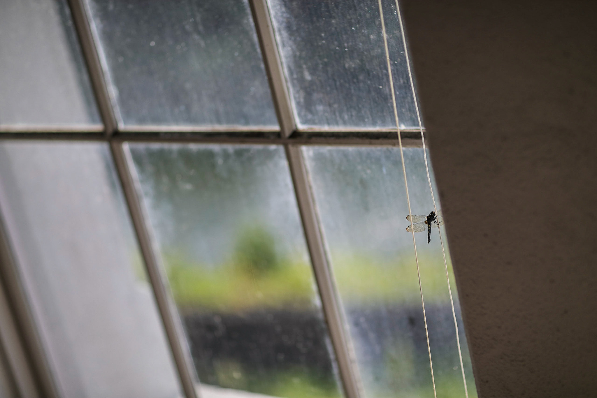 Canon EOS-1D X Mark II + Canon EF 85mm F1.2L II USM sample photo. A dragonfly photography