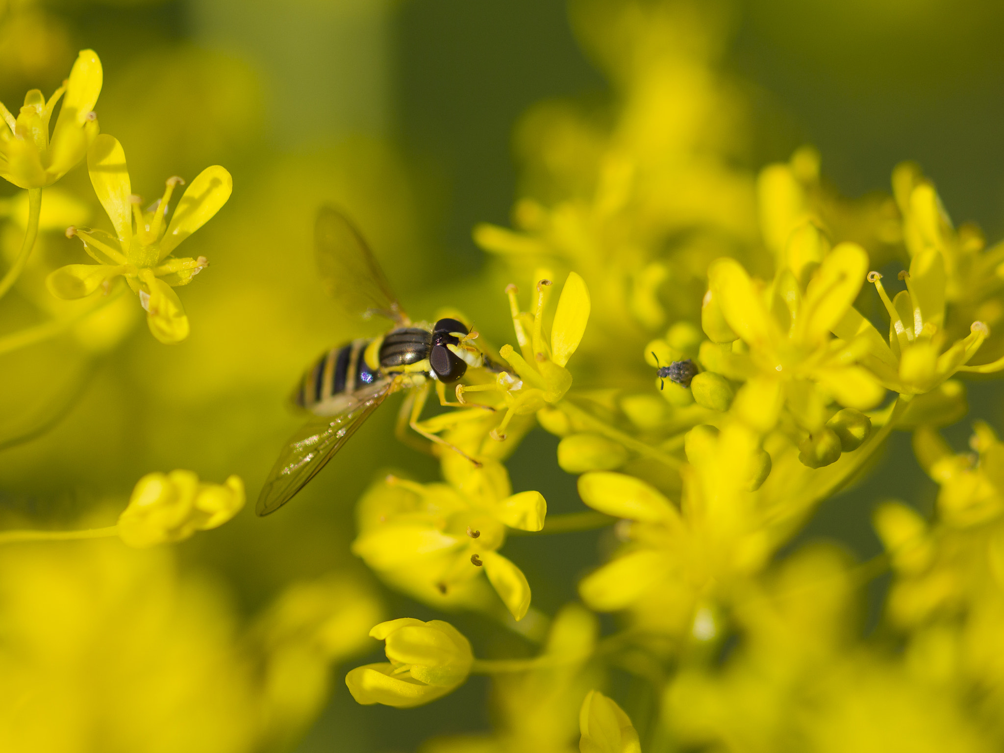 Canon EOS 700D (EOS Rebel T5i / EOS Kiss X7i) + Canon EF 100mm F2.8L Macro IS USM sample photo. Yellow photography