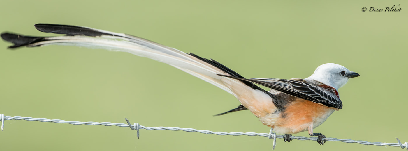 Canon EF 300mm F2.8L IS II USM sample photo. Scissor-tailed flycatcher photography
