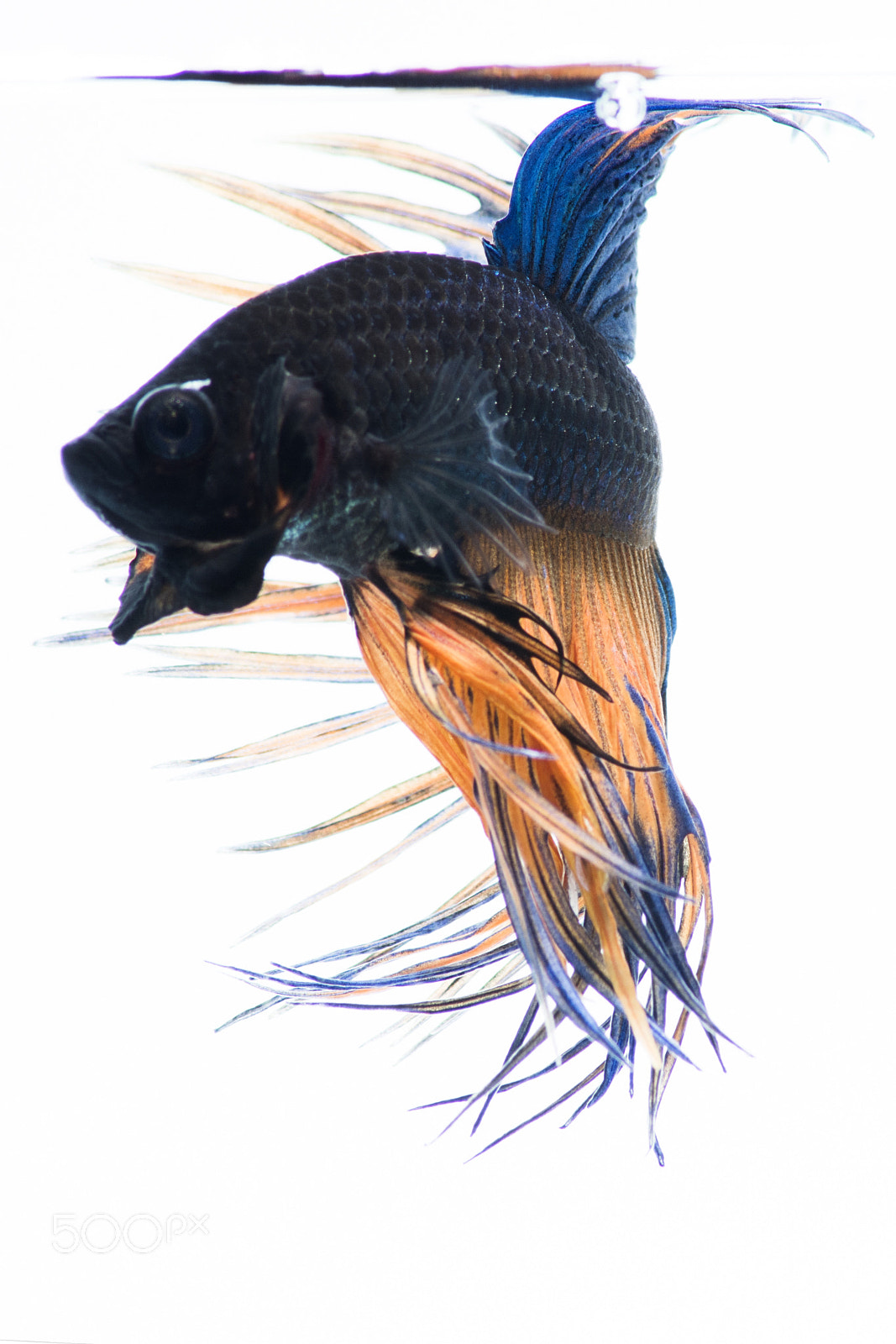 Nikon D7100 + Sigma 50-150mm F2.8 EX APO DC HSM II + 1.4x sample photo. Super  betta thailand photography