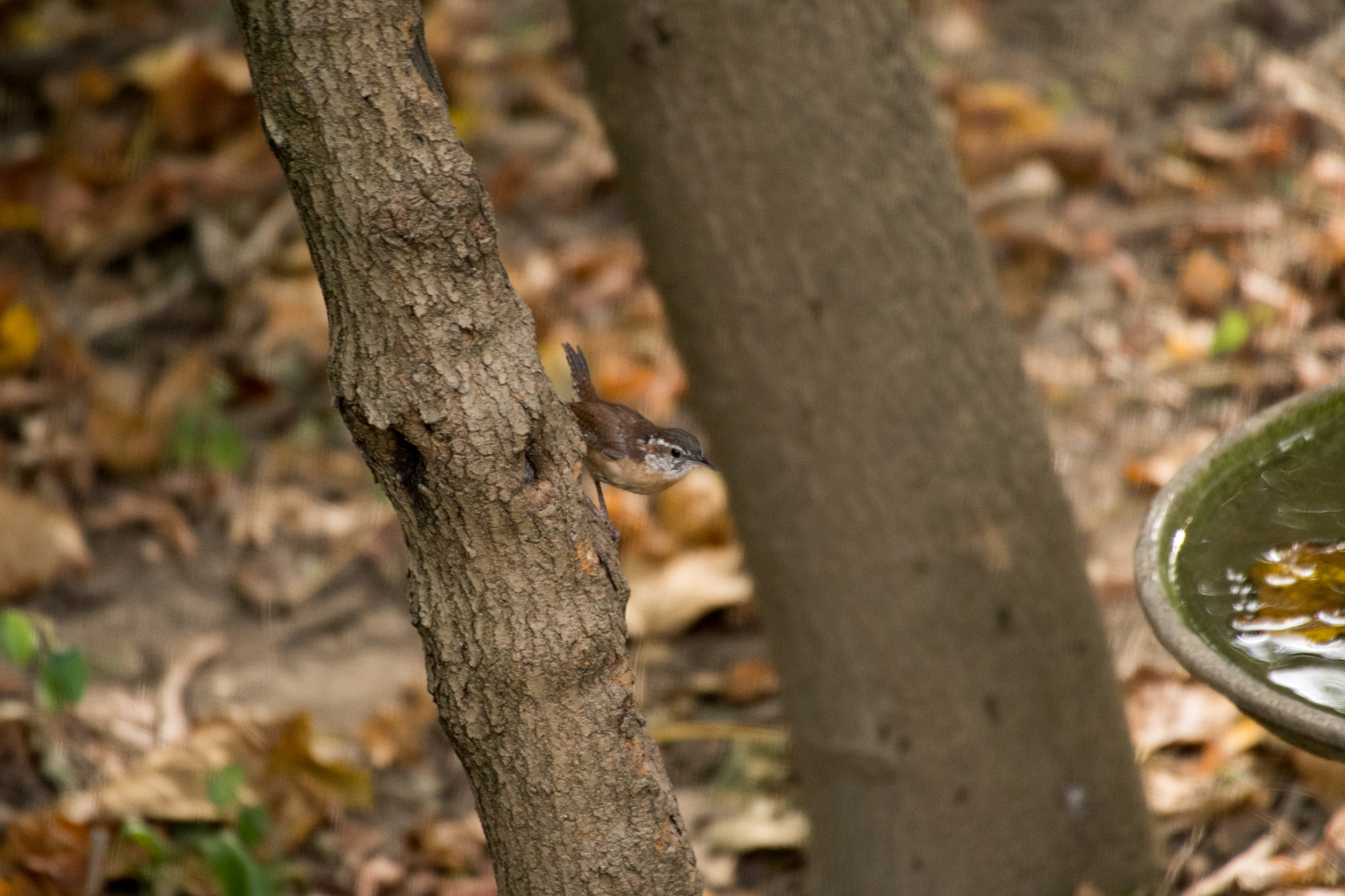 Sigma 50-500mm F4.5-6.3 DG OS HSM sample photo. Carolina wren 6804 photography