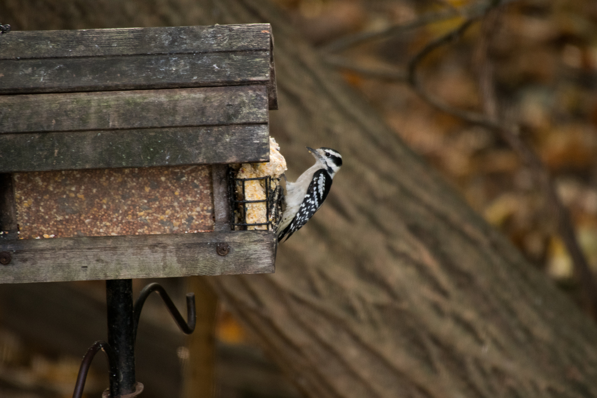 Sigma 50-500mm F4.5-6.3 DG OS HSM sample photo. Downy woodpecker 6643 photography