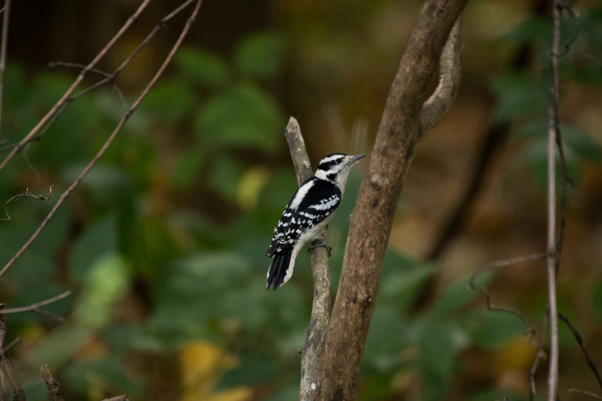 Sigma 50-500mm F4.5-6.3 DG OS HSM sample photo. Downy woodpecker 6649 photography