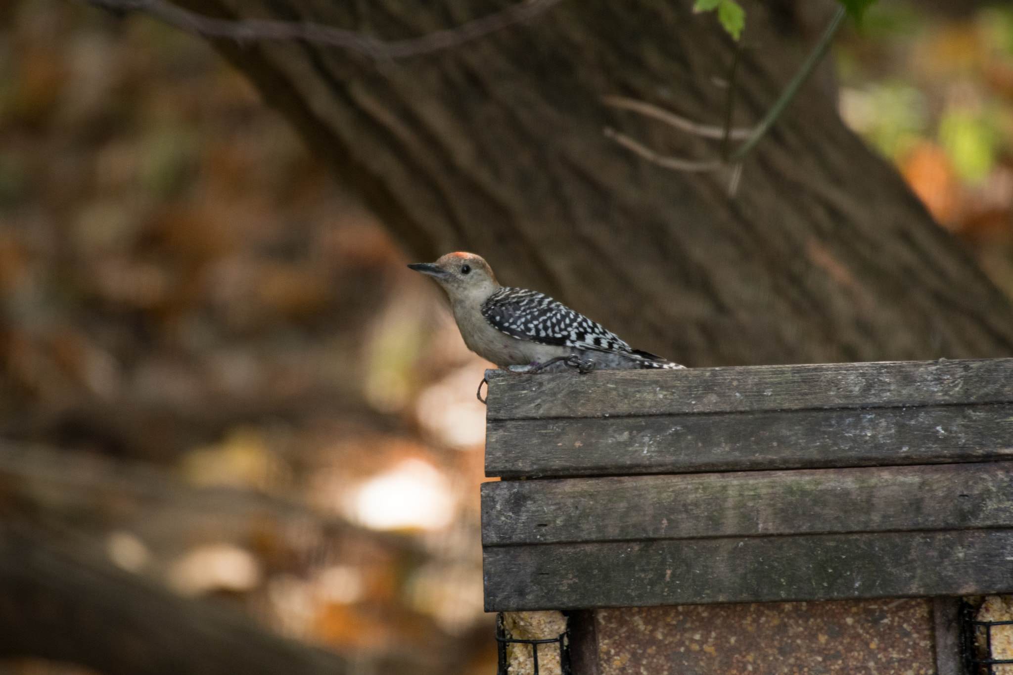 Nikon D500 sample photo. Red bellied woodpecker 6841 photography