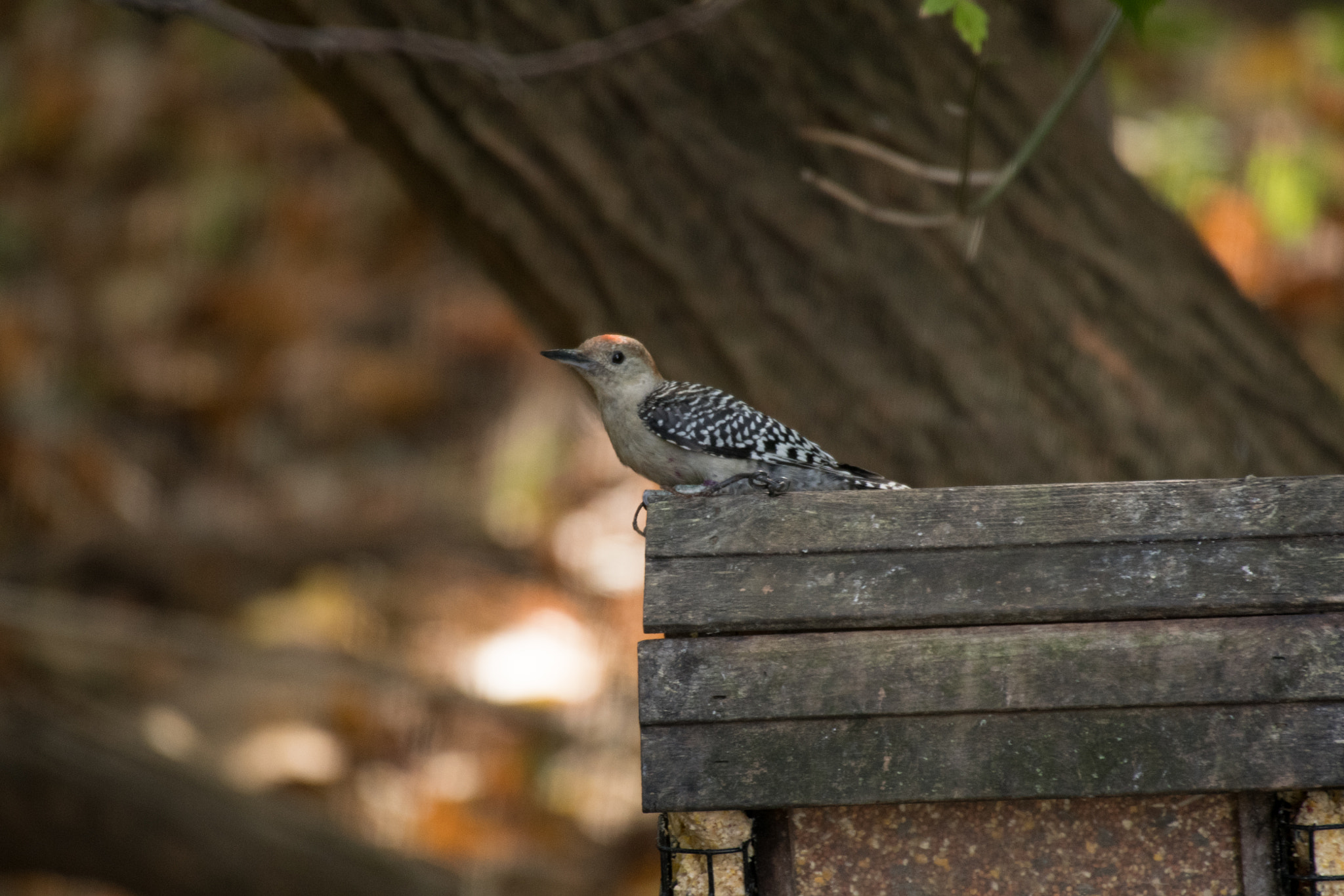 Sigma 50-500mm F4.5-6.3 DG OS HSM sample photo. Red bellied woodpecker 6841 photography