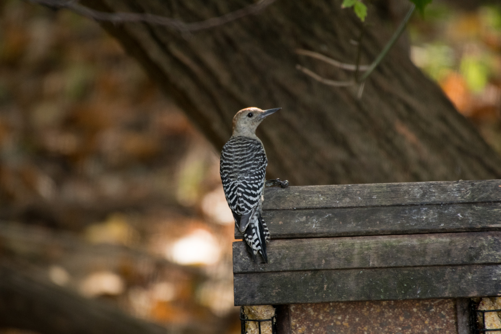Sigma 50-500mm F4.5-6.3 DG OS HSM sample photo. Red bellied woodpecker 6873 photography