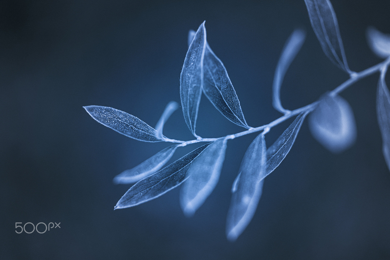 Samsung NX30 + Samsung NX 60mm F2.8 Macro ED OIS SSA sample photo. Branch photography