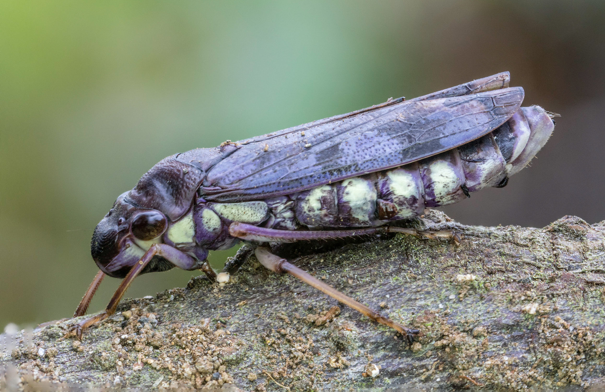 Canon MP-E 65mm F2.5 1-5x Macro Photo sample photo. Hemiptera photography