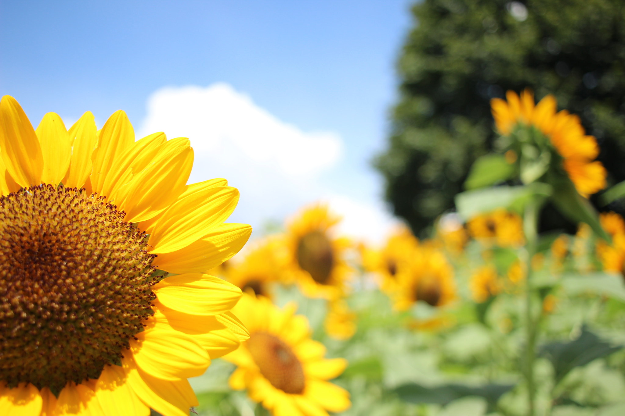Canon EOS 600D (Rebel EOS T3i / EOS Kiss X5) + Canon EF-S 24mm F2.8 STM sample photo. Sunflowers photography