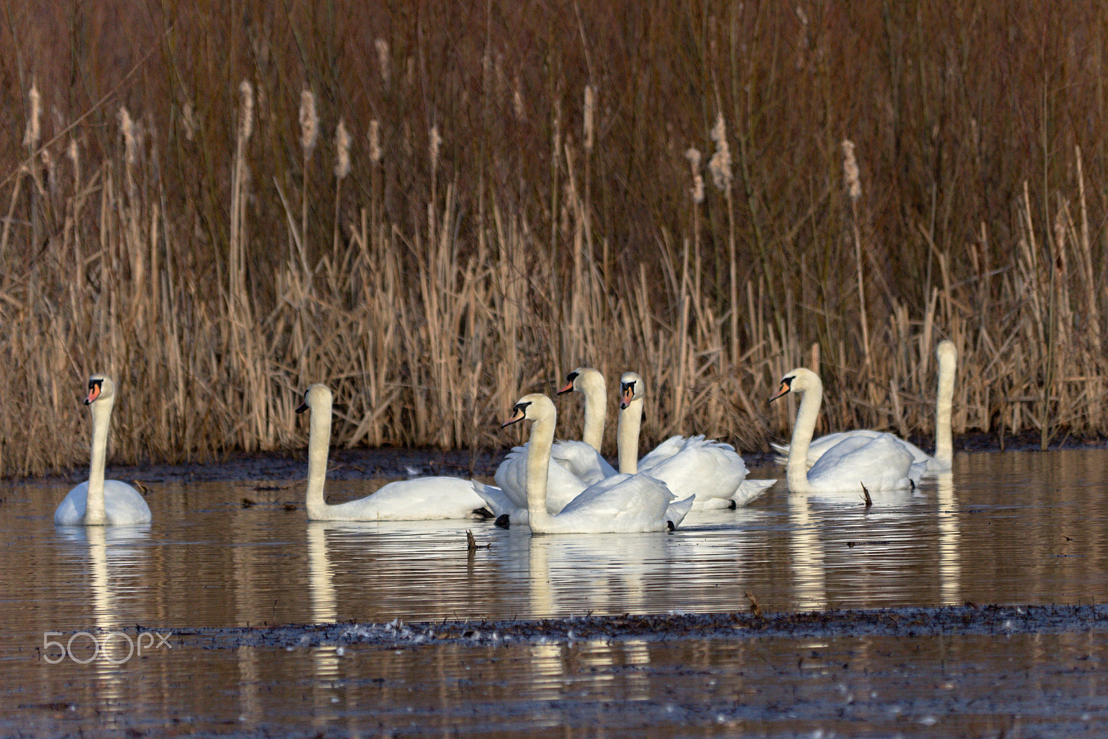 Sigma 150-500mm F5-6.3 DG OS HSM sample photo. Img photography