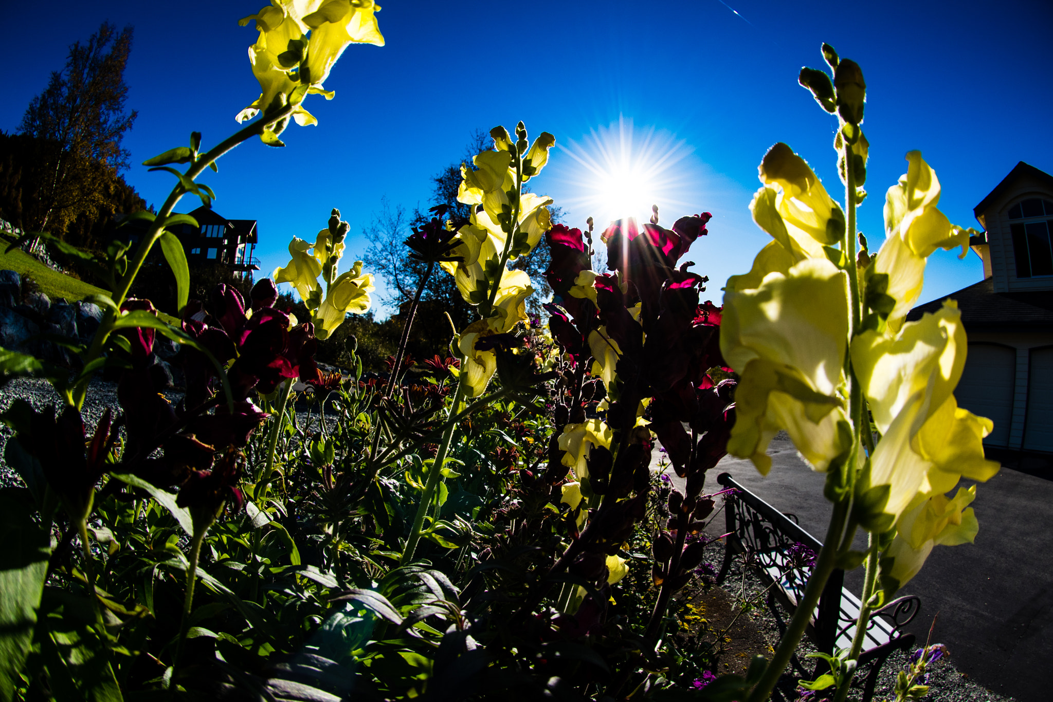 Nikon D810 + Nikon AF DX Fisheye-Nikkor 10.5mm F2.8G ED sample photo. Flowers at sunset photography