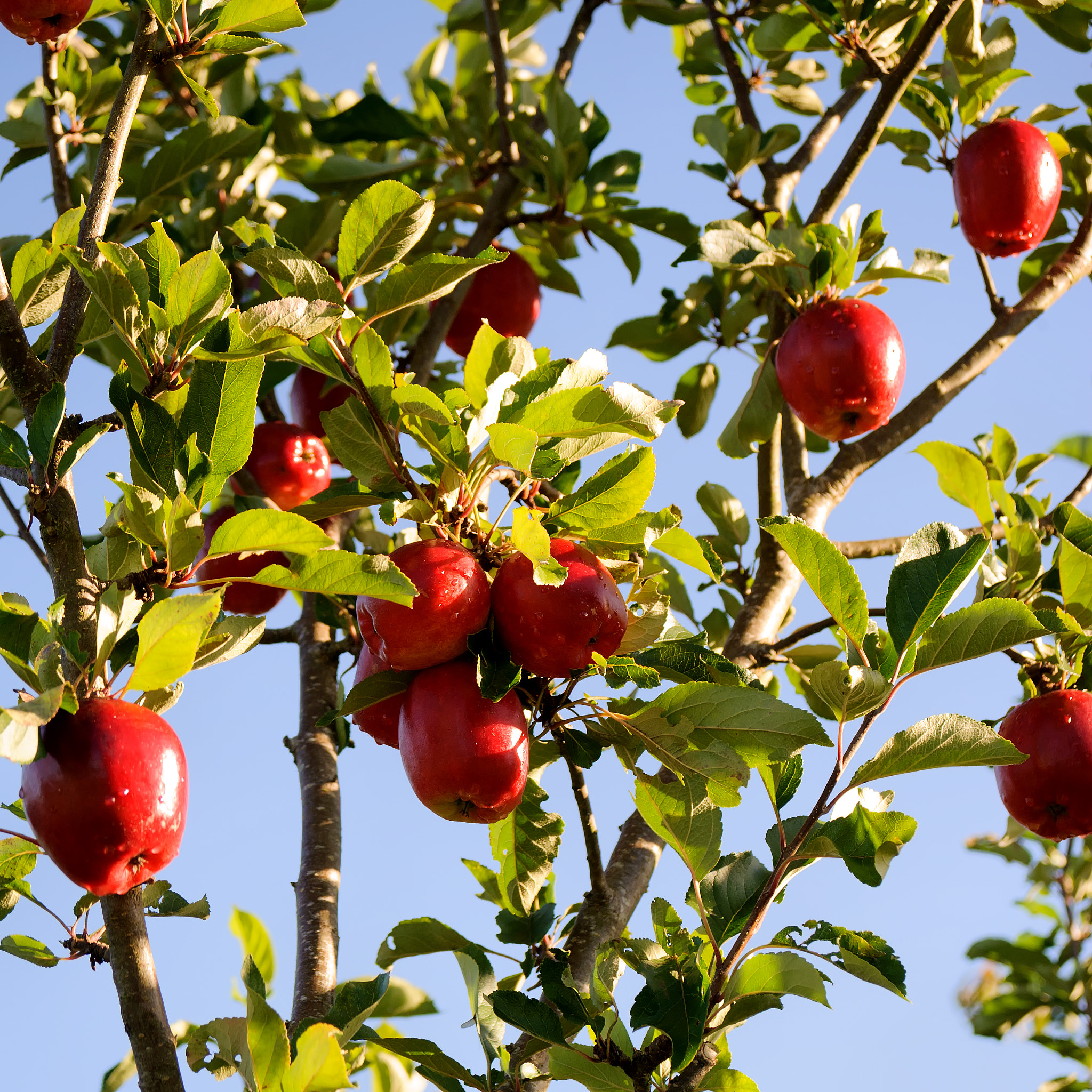 AF Zoom-Nikkor 28-80mm f/3.3-5.6G sample photo. Ripe apples photography