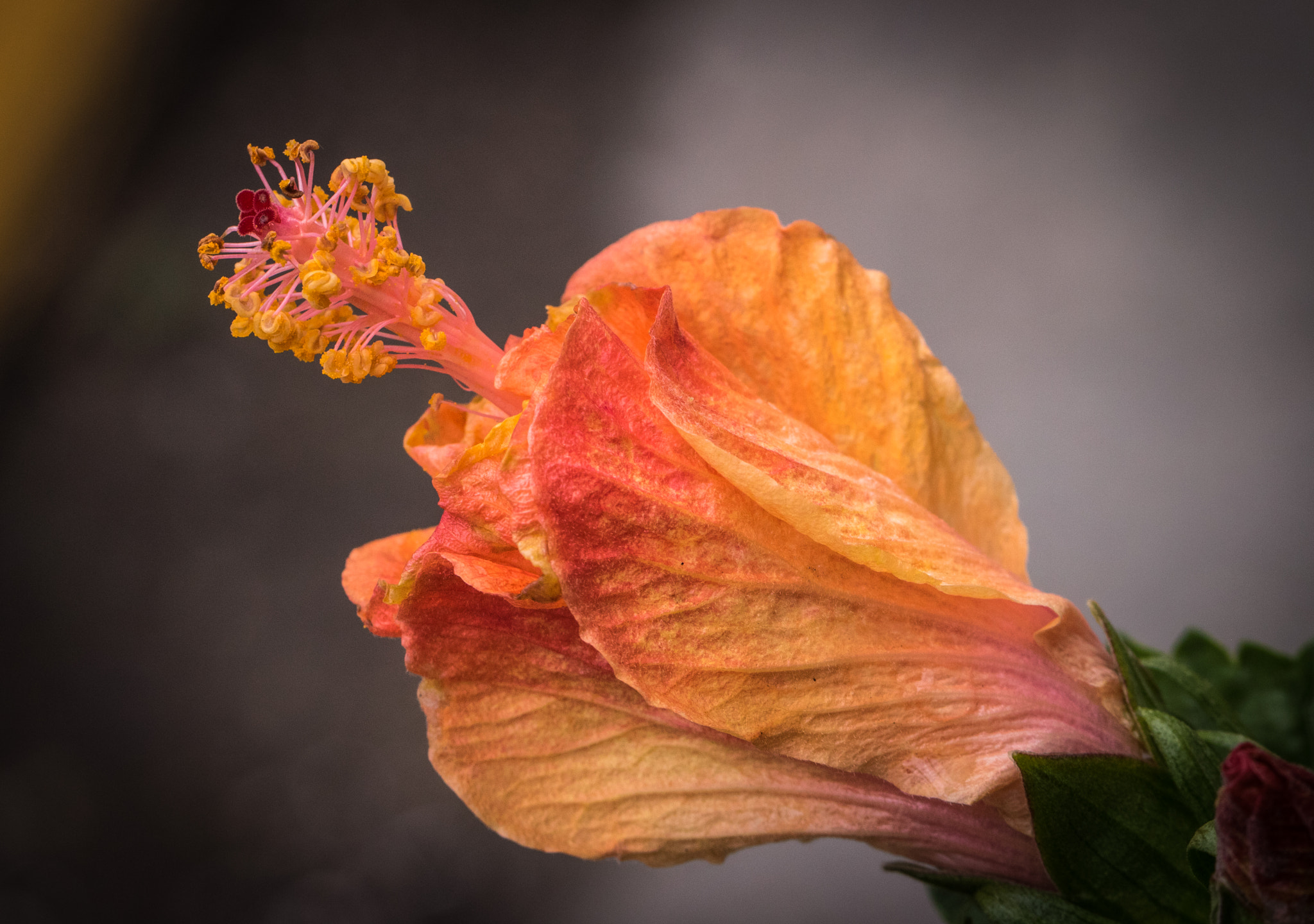 Canon EF 100mm F2.8L Macro IS USM sample photo. Flower in marketplace photography