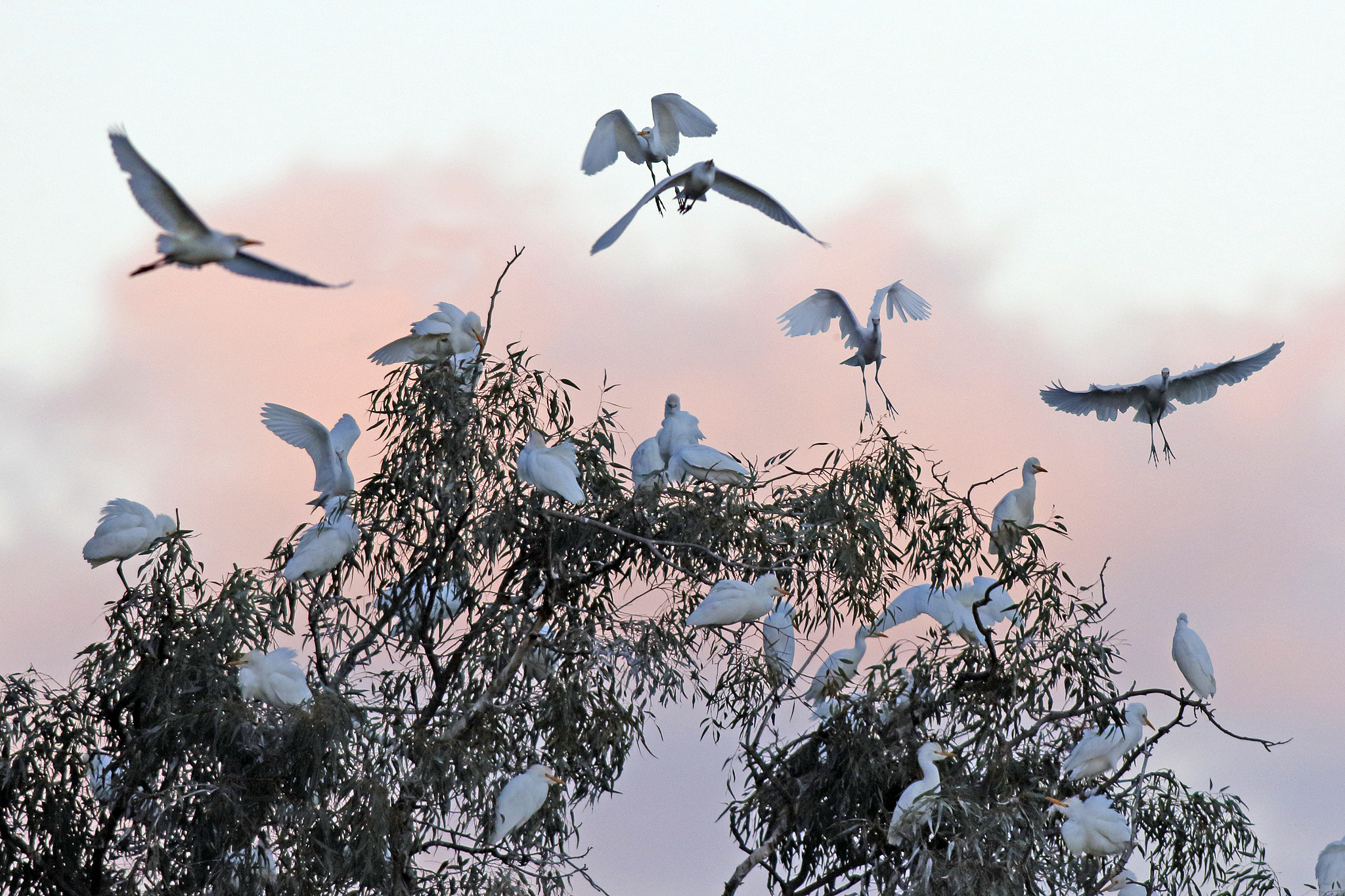 Canon EOS 7D Mark II + Canon EF 500mm f/4.5L sample photo. Cattle egrets at sunset photography