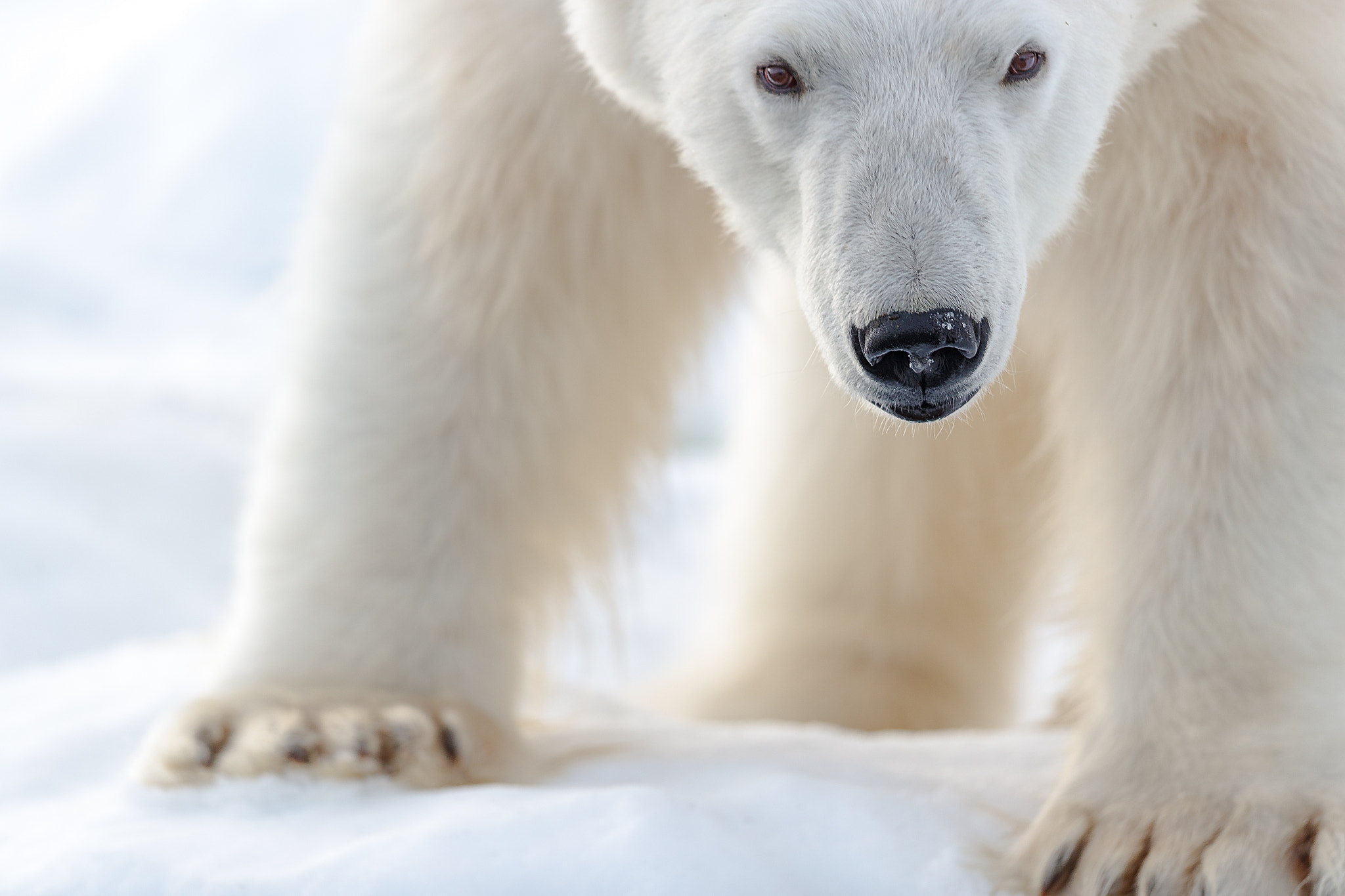 Canon EF 500mm F4L IS II USM sample photo. Polar photography