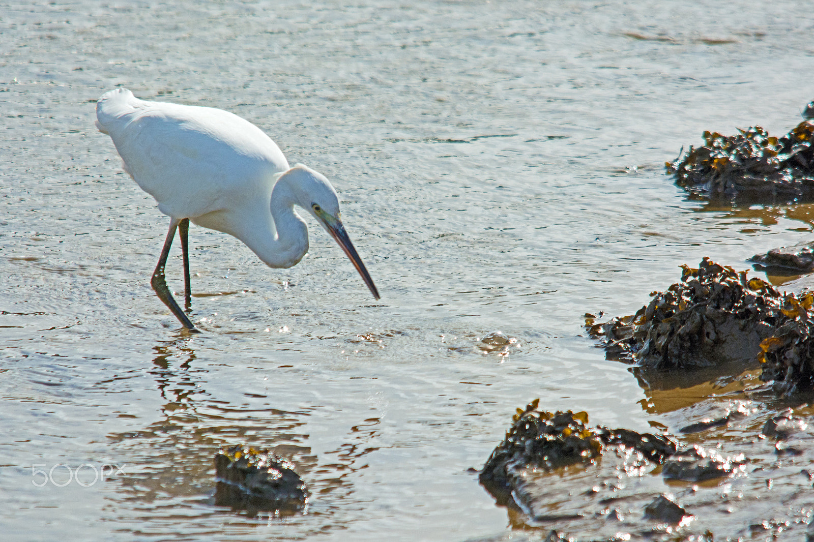 Sigma 150-500mm F5-6.3 DG OS HSM sample photo. Little egret photography