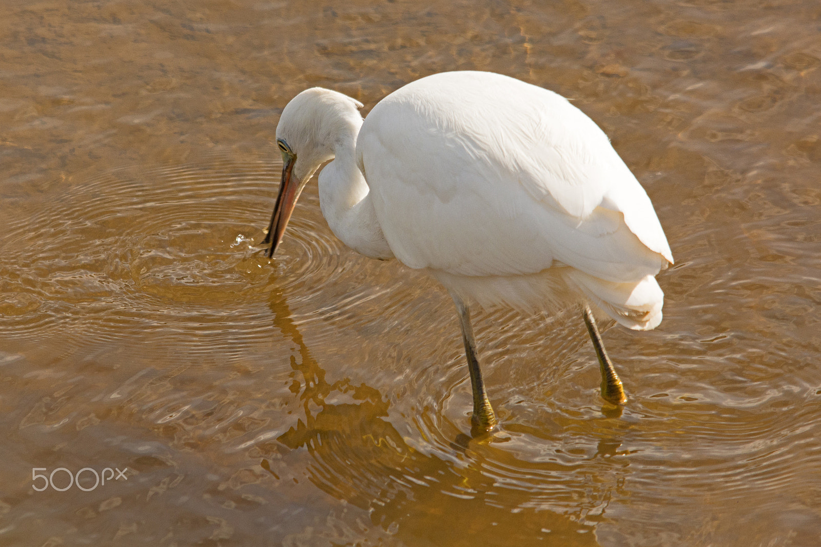 Sigma 150-500mm F5-6.3 DG OS HSM sample photo. Little egret photography