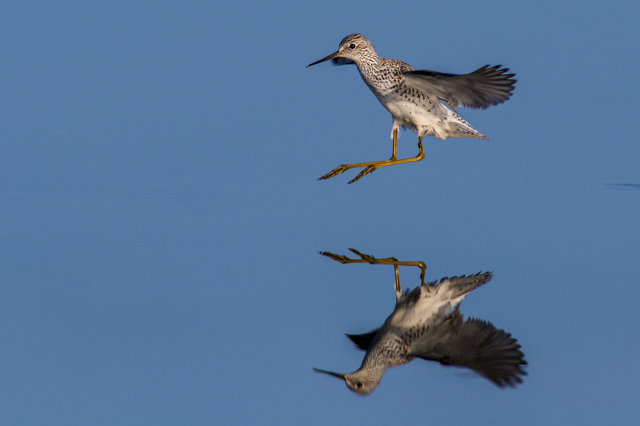 Canon EF 300mm f/2.8L + 1.4x sample photo. Sandpiper photography