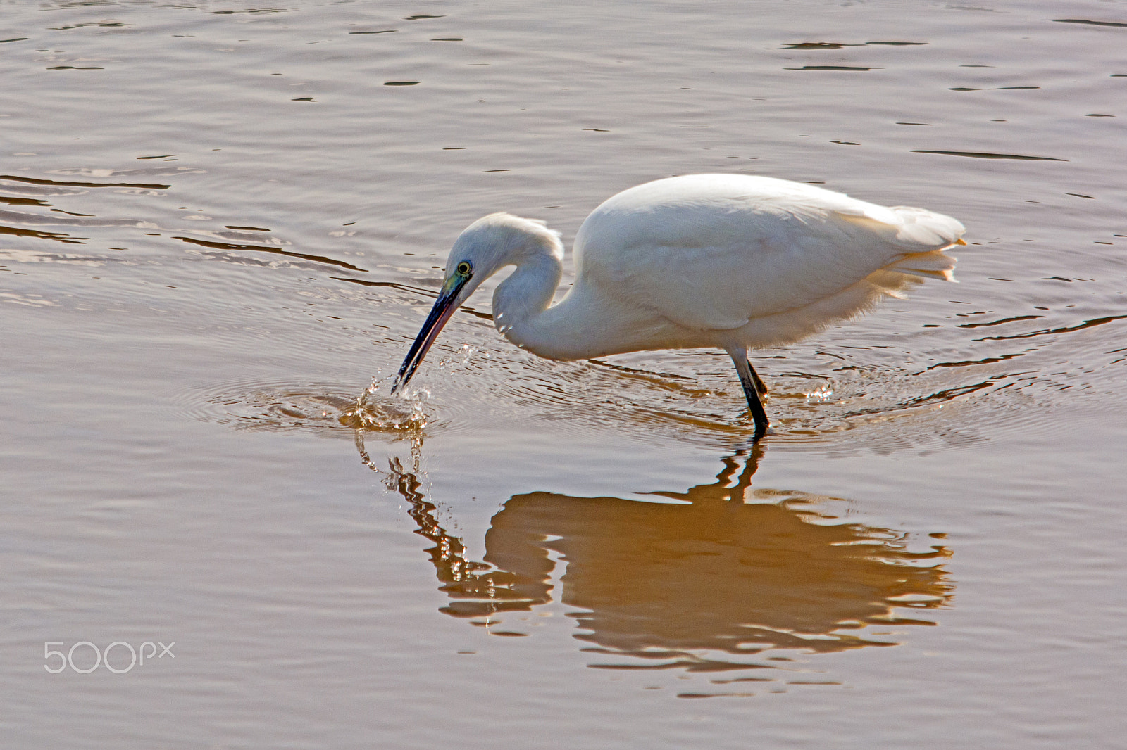 Sigma 150-500mm F5-6.3 DG OS HSM sample photo. Little egret photography