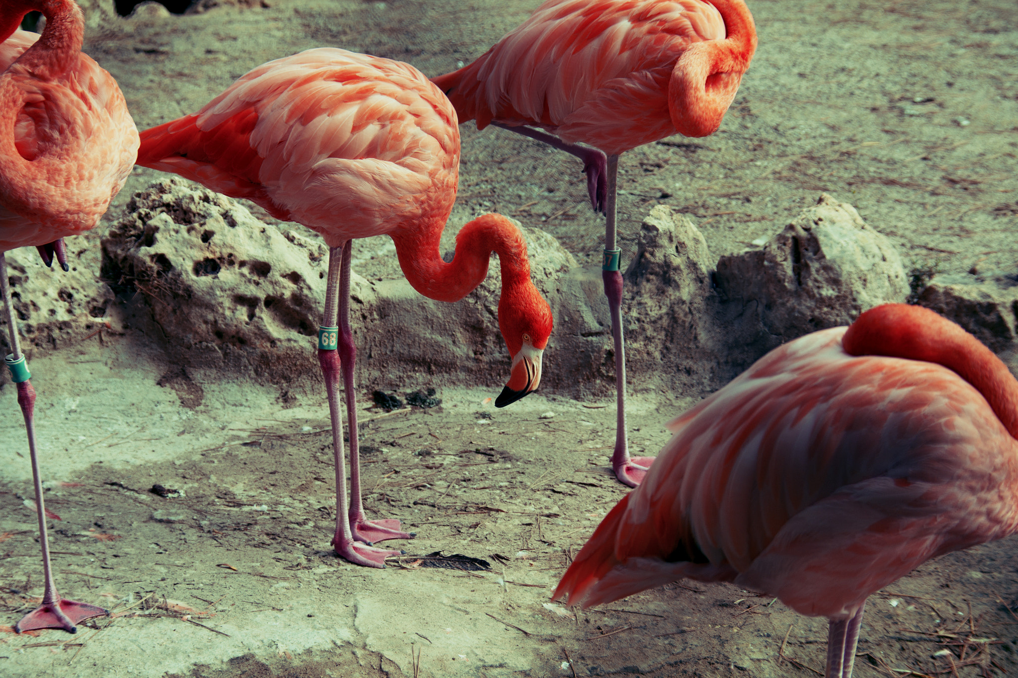 Sigma 18-200mm f/3.5-6.3 DC OS sample photo. Flamingo photography