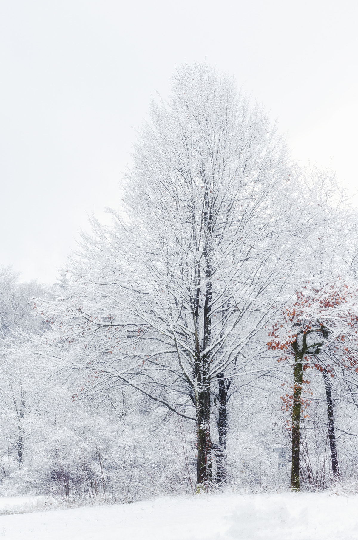 Nikon D7000 sample photo. Fairy tree photography