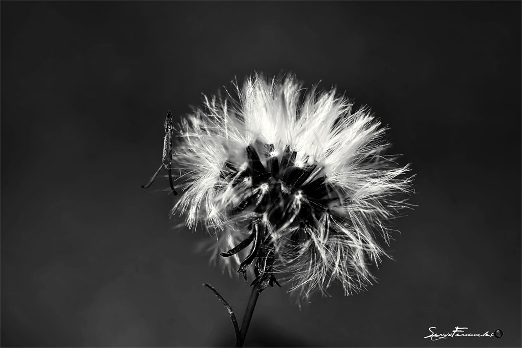 Canon EF 100mm F2.8 Macro USM sample photo. Dente de leao photography