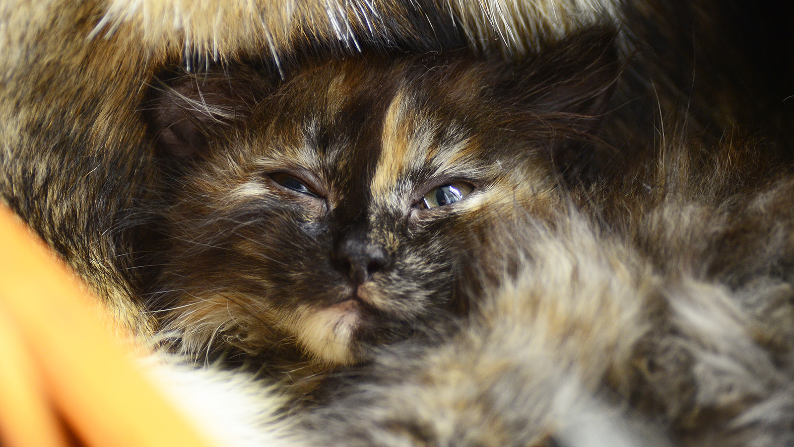 AF Zoom-Nikkor 28-105mm f/3.5-4.5D IF sample photo. When lazy to wake up photography