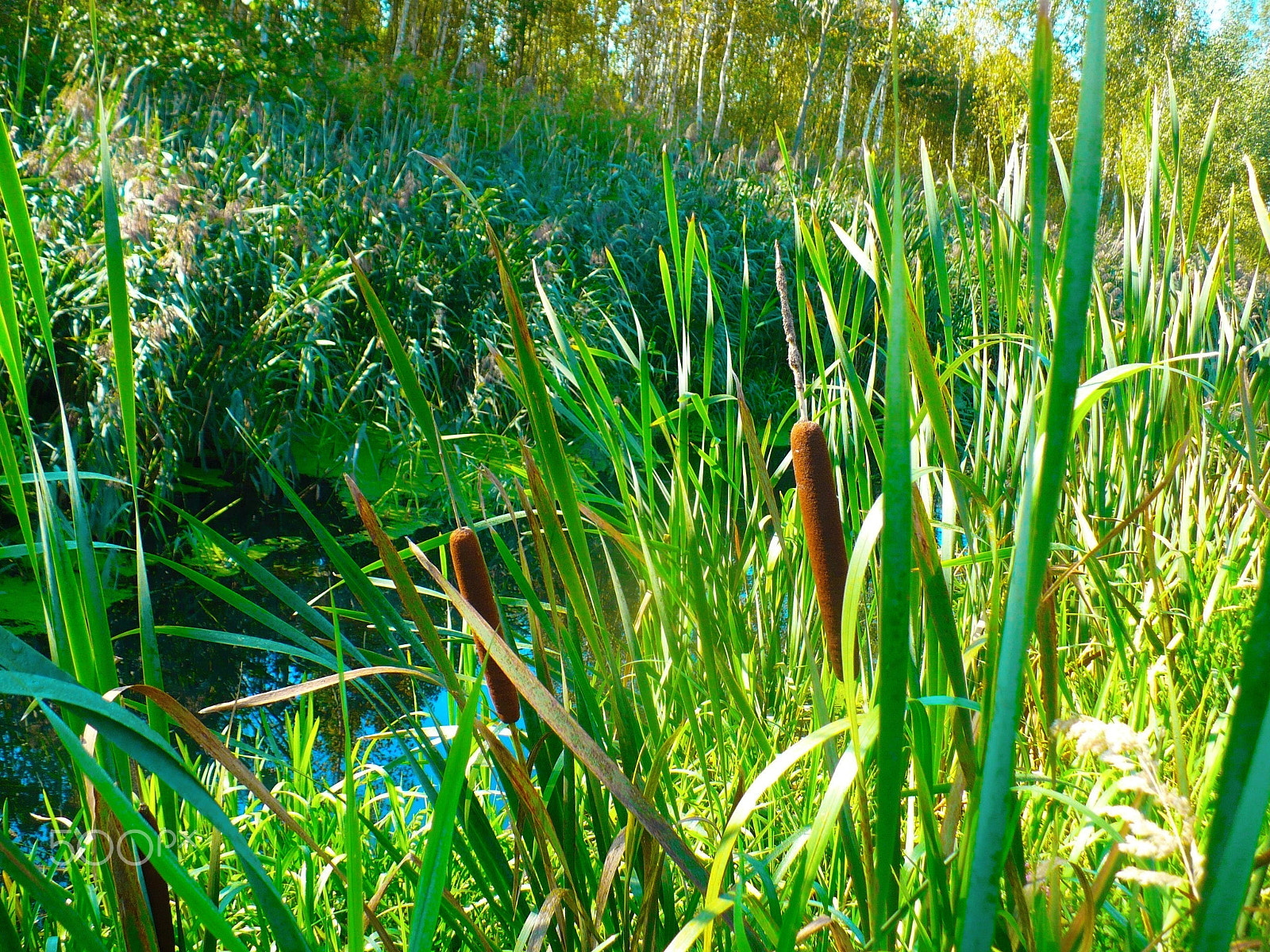 Panasonic DMC-LZ7 sample photo. The reeds by the river photography