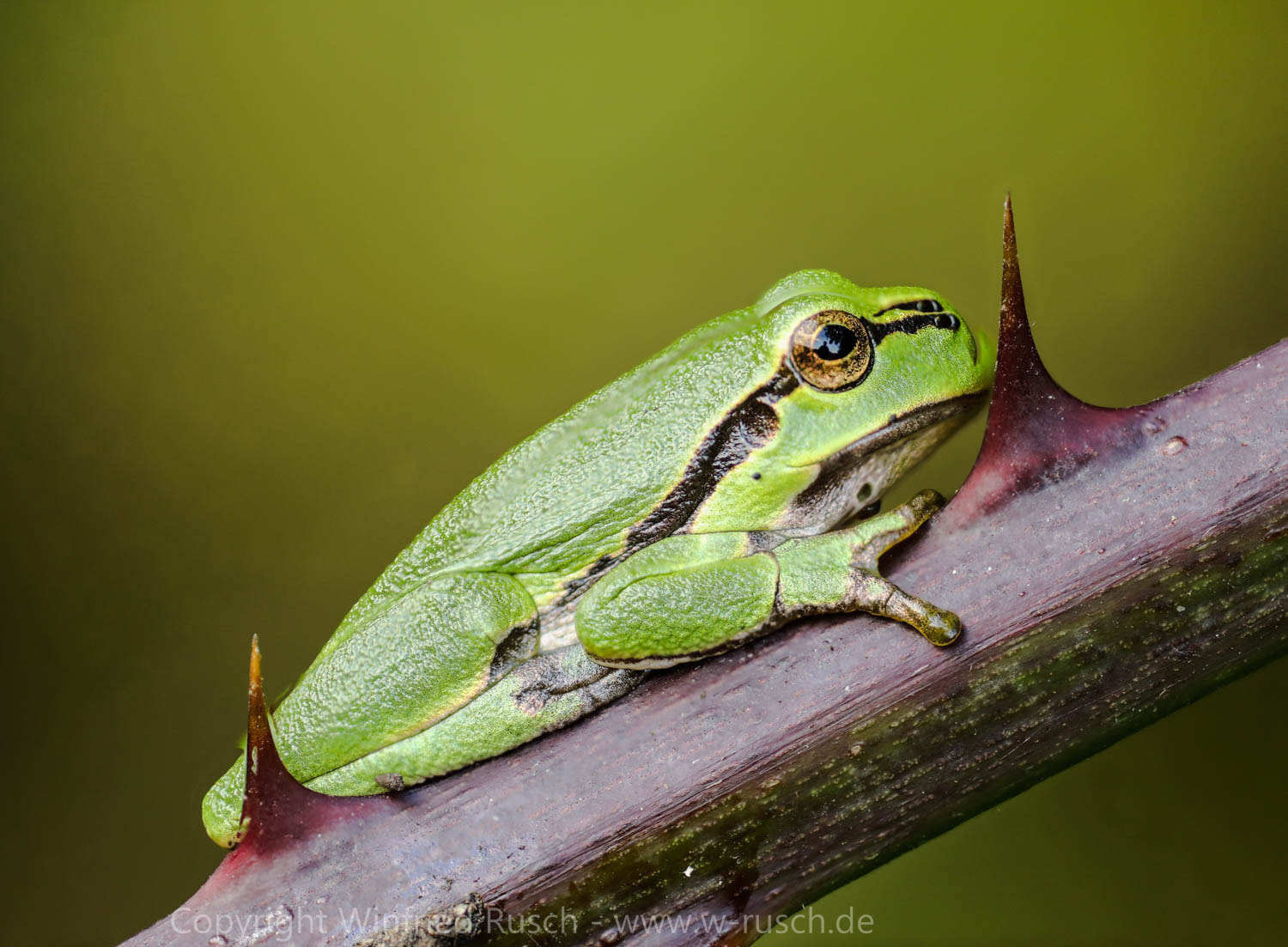 Canon EF 180mm F3.5L Macro USM sample photo. Europäische laubfrosch (hyla arborea) photography